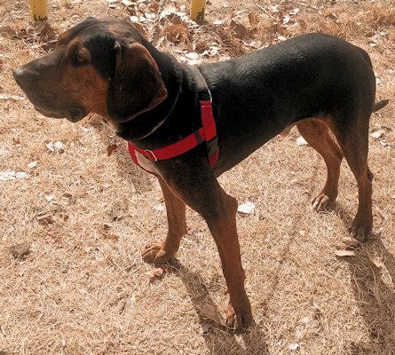 Enlarge Bark Twain (NM), a Adoptable Black and Tan Coonhound in Terrell, TX image 4/4