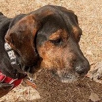 Enlarge Bark Twain (NM), a Adoptable Black and Tan Coonhound in Terrell, TX image 2/4