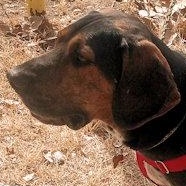 Bark Twain (NM), Adoptable, Young Male Black and Tan Coonhound.