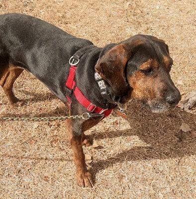 Enlarge Bark Twain (NM), a Adoptable Black and Tan Coonhound in Terrell, TX image 3/4