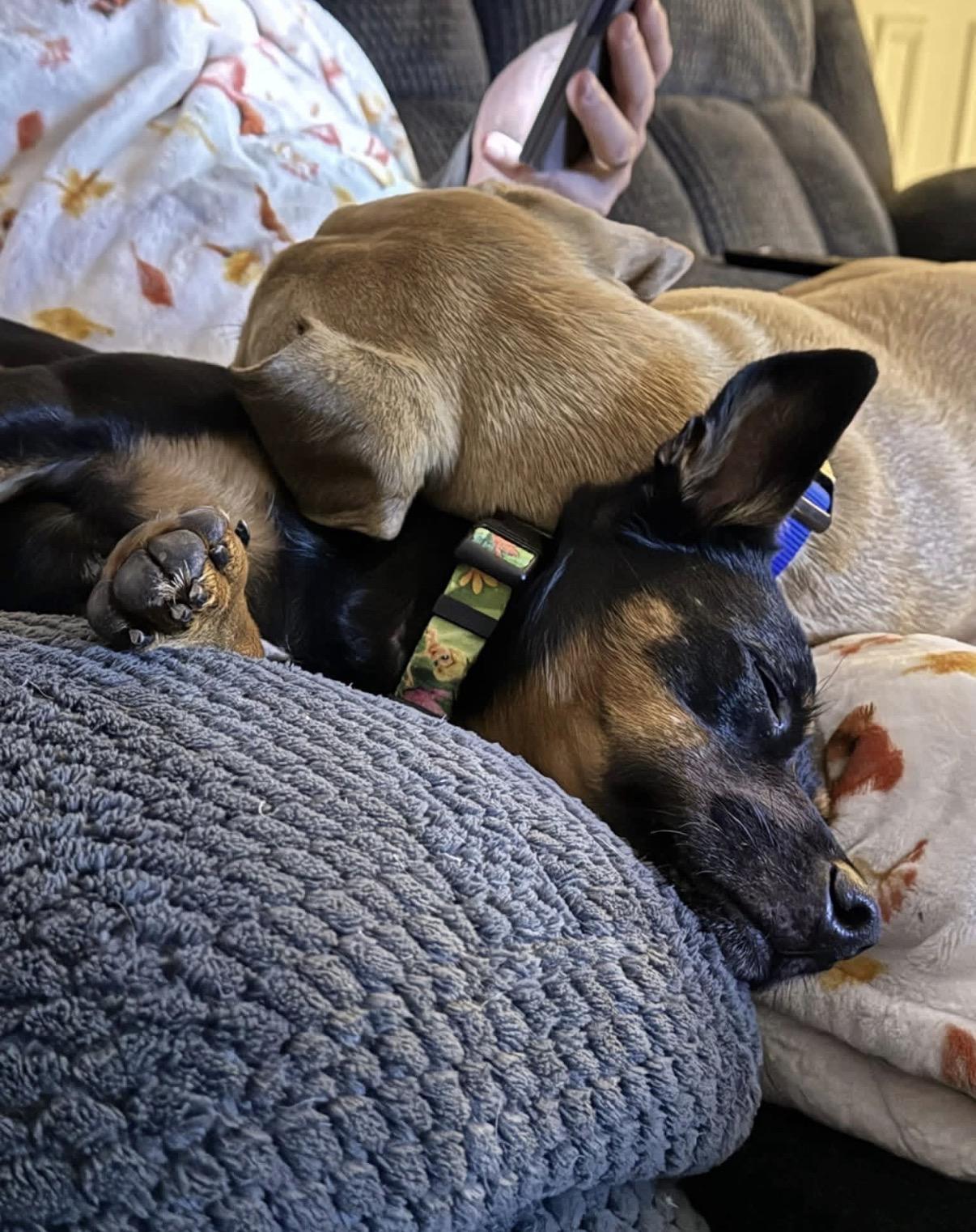 Enlarge Aiden & Finn, a ADOPTABLE mixed breed in Nashua, NH image 4/6