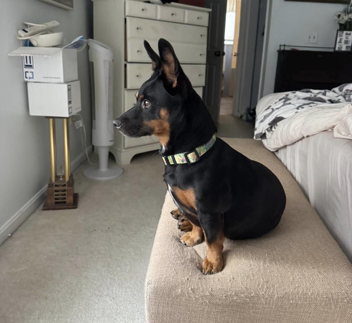 Enlarge Aiden & Finn, a ADOPTABLE mixed breed in Nashua, NH image 2/6