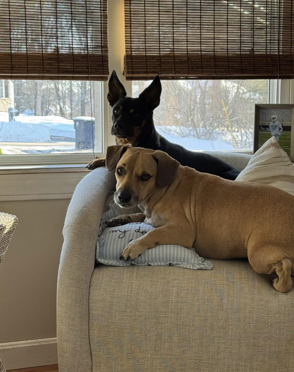 Enlarge Aiden & Finn, a ADOPTABLE mixed breed in Nashua, NH image 3/6