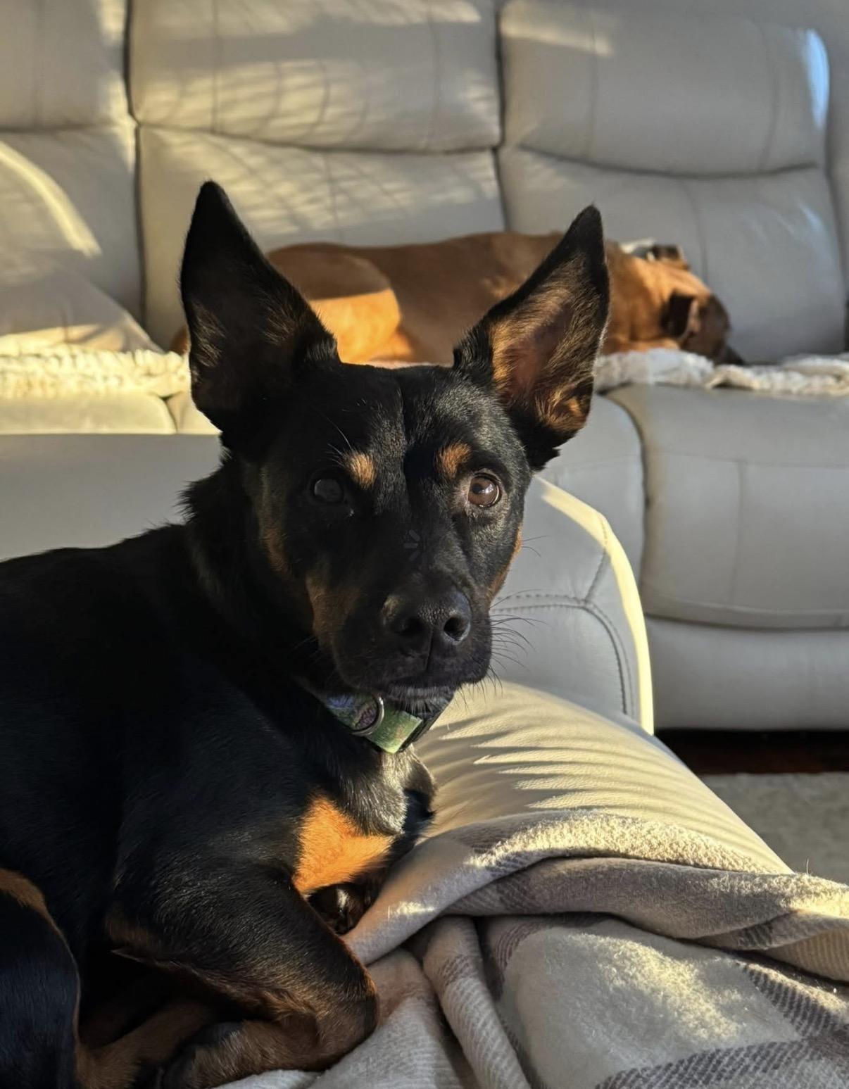 Enlarge Aiden & Finn, a ADOPTABLE mixed breed in Nashua, NH image 5/6