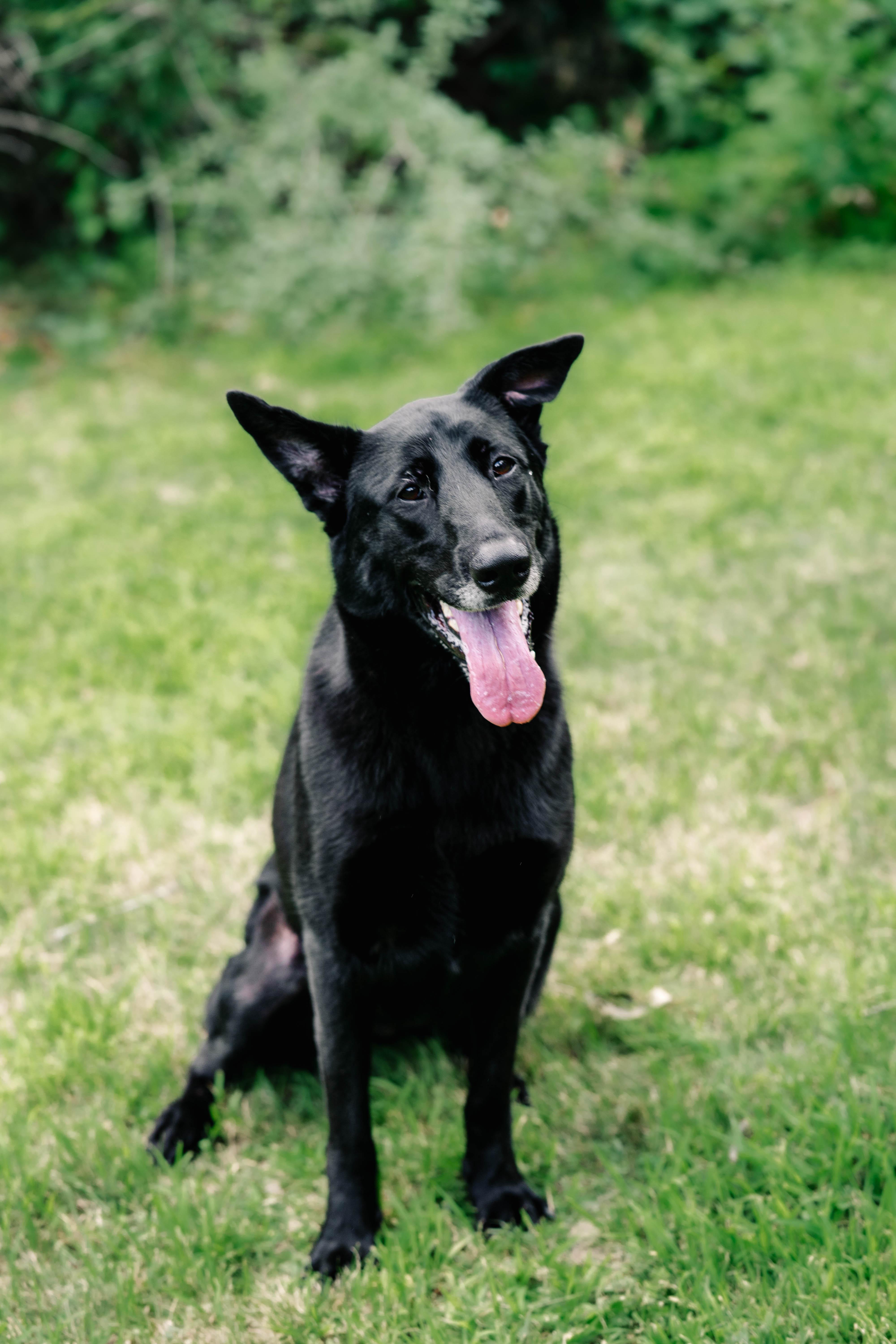 Fiona, ADOPTABLE, Adult Female German Shepherd Dog.