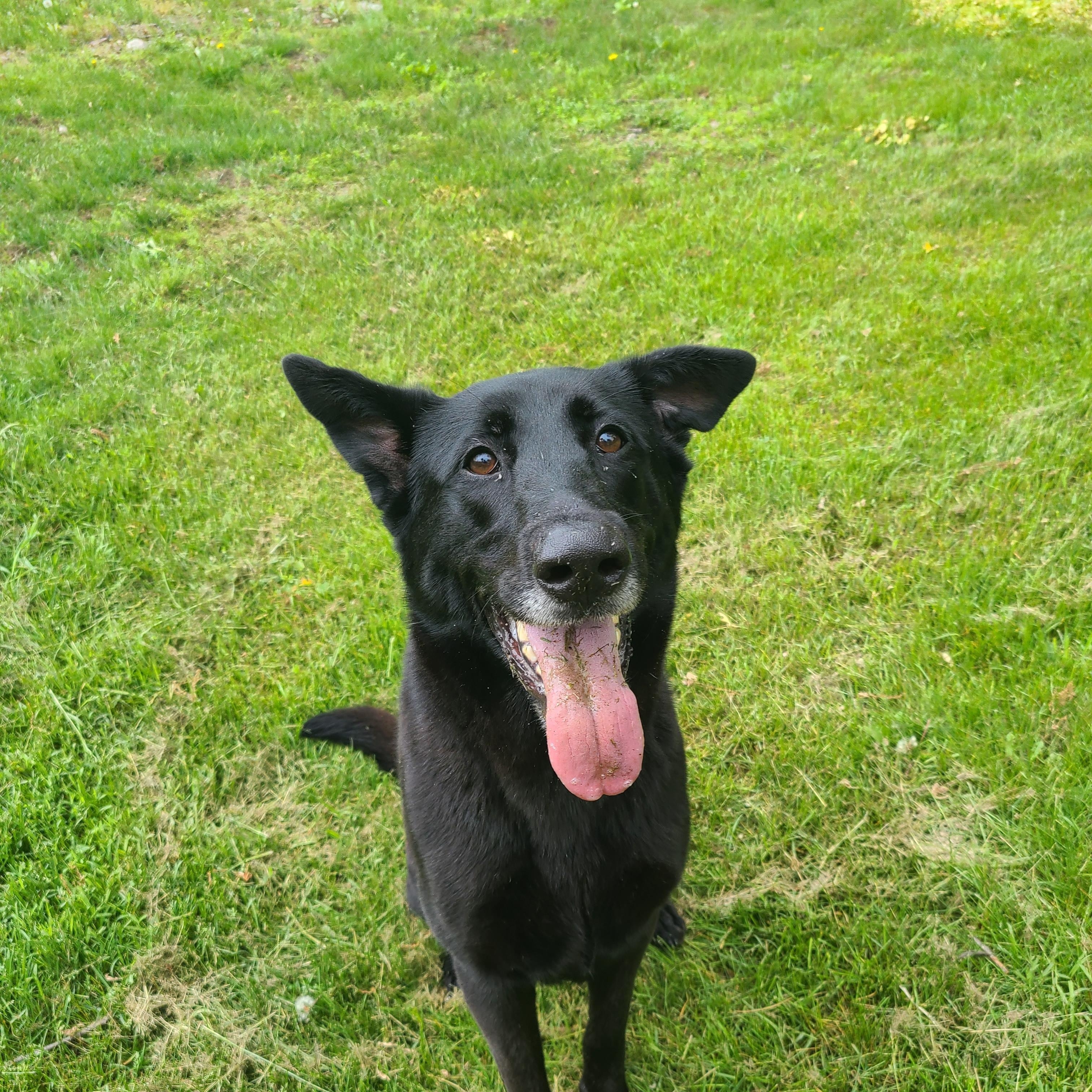 Enlarge Fiona, a ADOPTABLE mixed breed in Wrentham, MA image 2/3