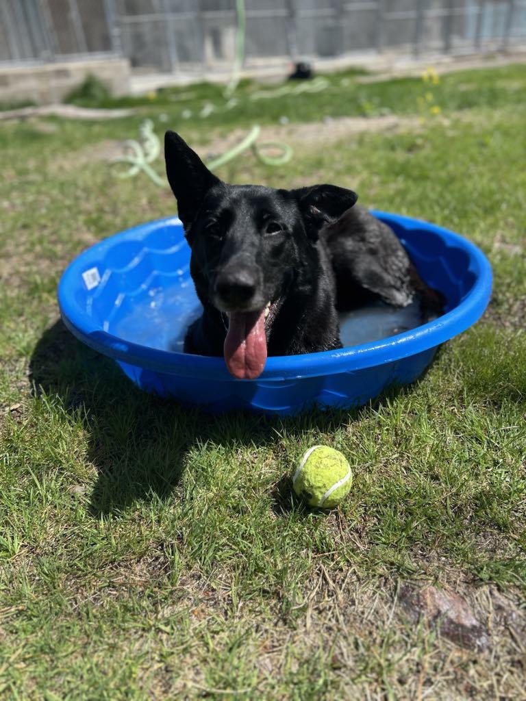 Enlarge Fiona, a ADOPTABLE mixed breed in Wrentham, MA image 3/3