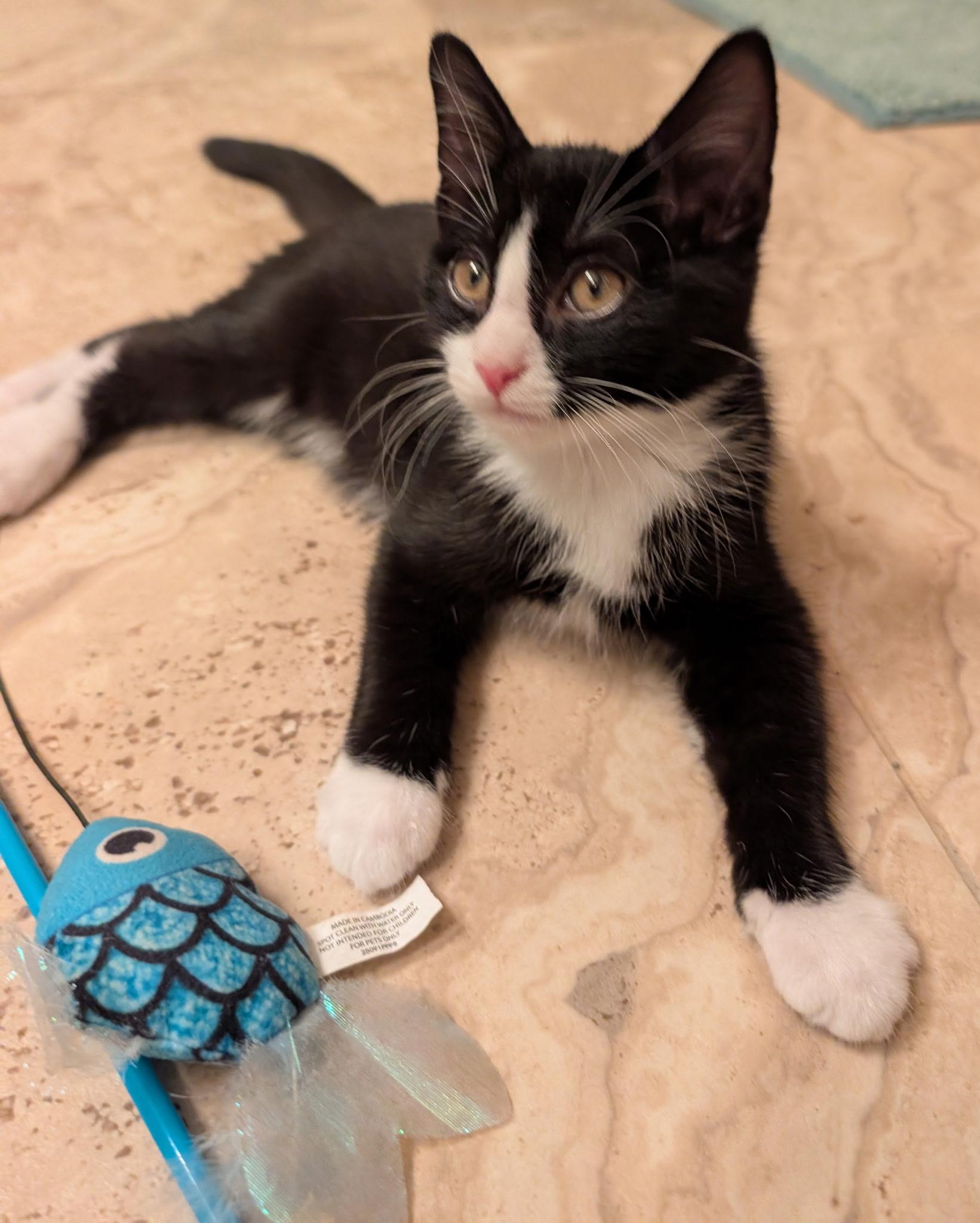 Enlarge BLITZEN, a Adoptable Tuxedo in Elgin, SC image 2/5