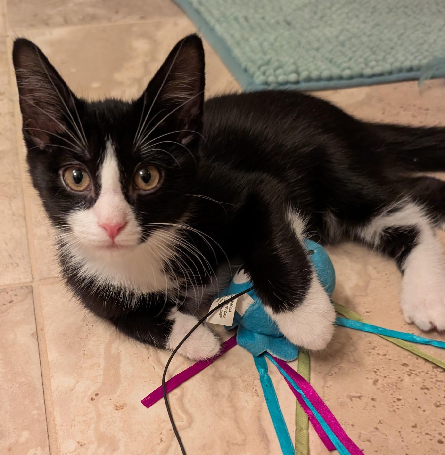 Enlarge BLITZEN, a Adoptable Tuxedo in Elgin, SC image 1/5