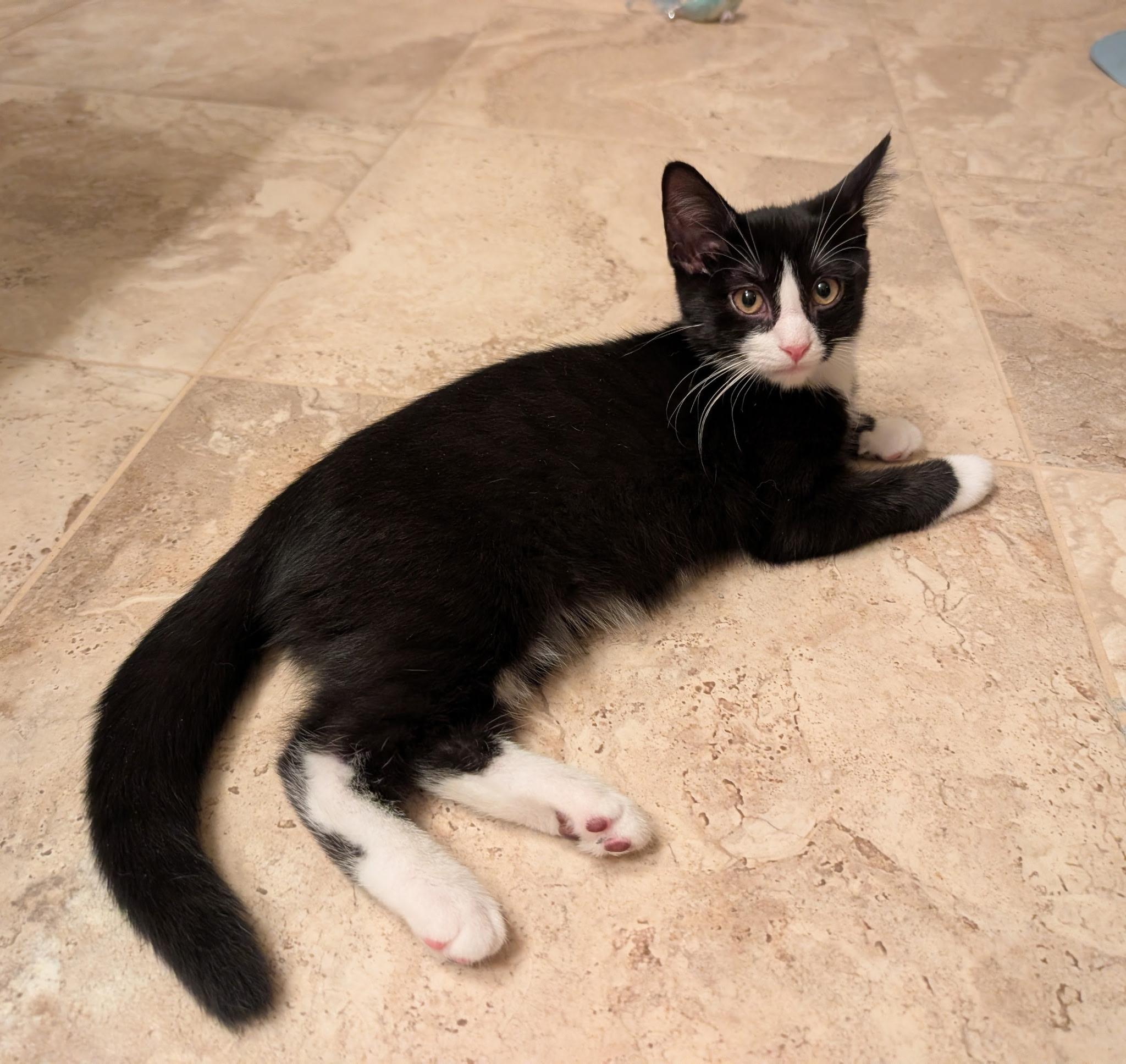 Enlarge BLITZEN, a Adoptable Tuxedo in Elgin, SC image 5/5