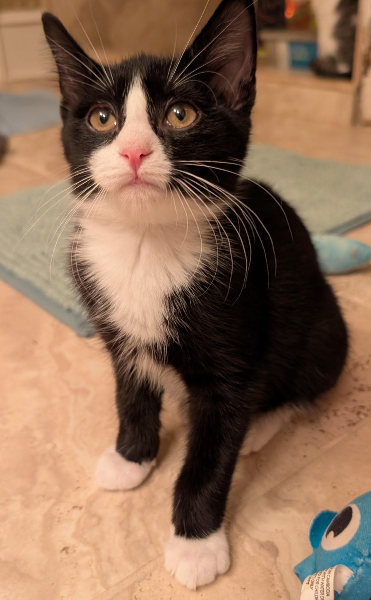 Enlarge BLITZEN, a Adoptable Tuxedo in Elgin, SC image 3/5