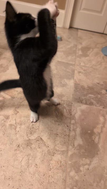Enlarge BLITZEN, a Adoptable Tuxedo in Elgin, SC video 4/5