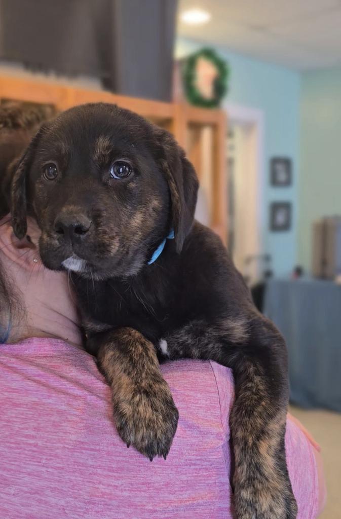 Moira, Adoptable, Puppy Female Labrador Retriever.