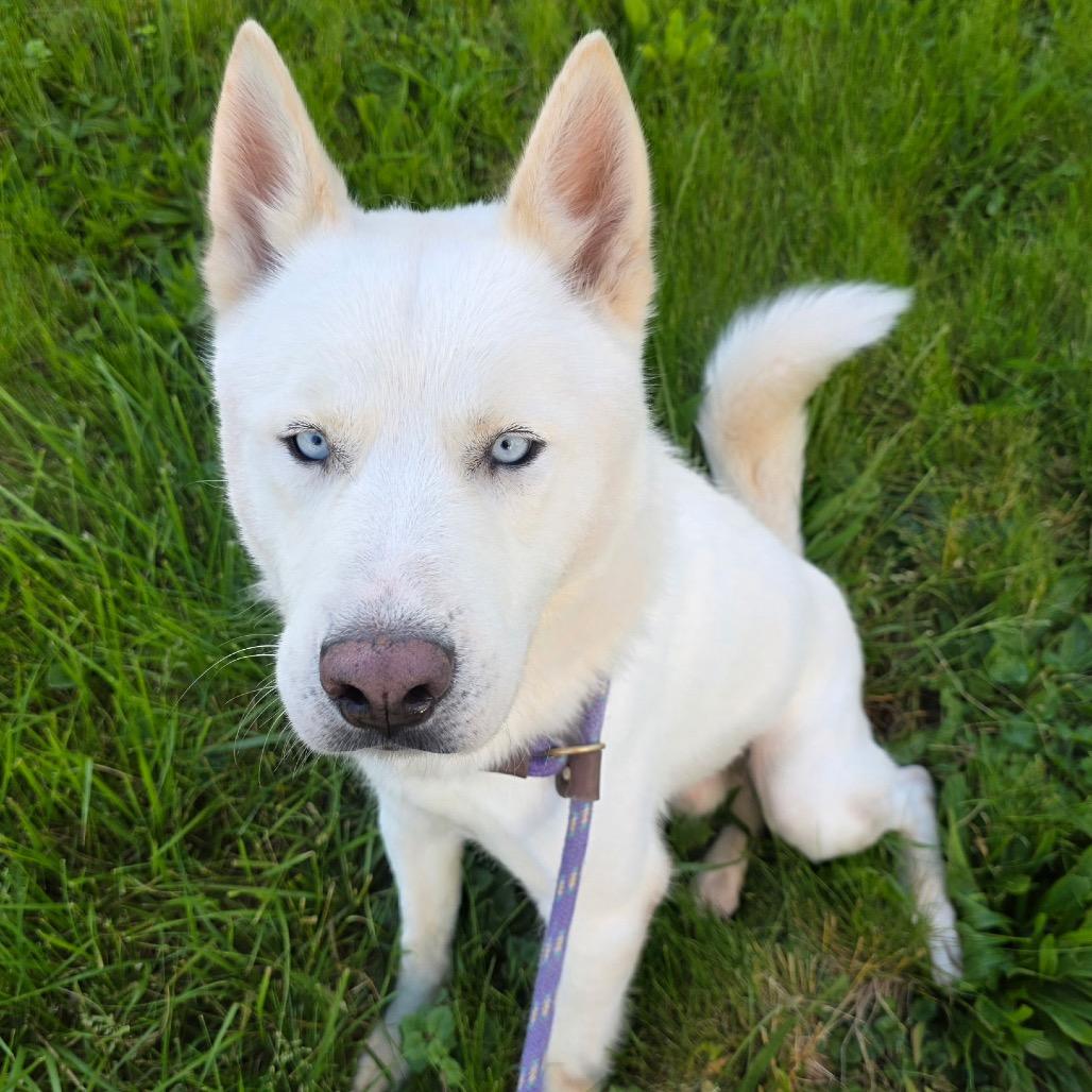 Mochi, Adoptable, Adult Male Mixed Breed.