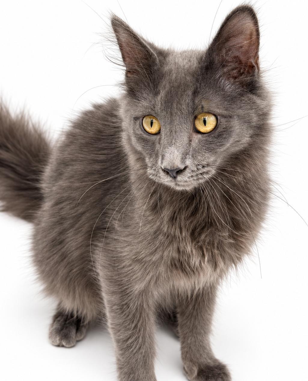 Enlarge Smokey is SWEET and STUNNING - Lap cat - OLD ENOUGH TO GO SOLO, a Adopted mixed breed in Bedford Hills, NY image 3/6