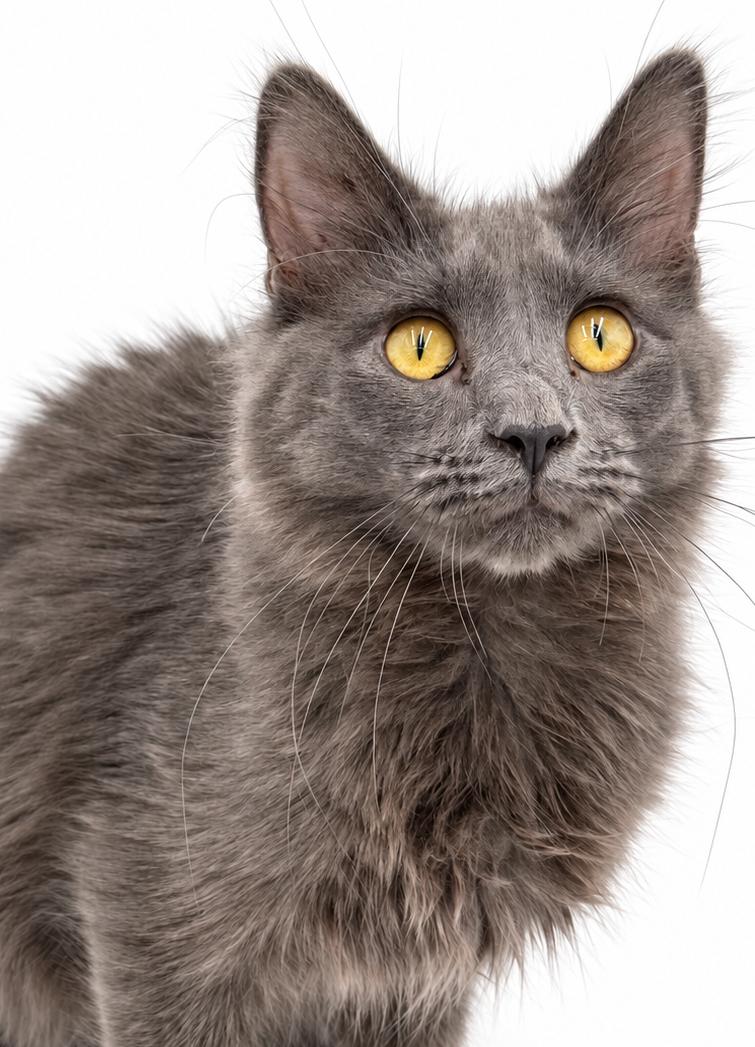 Smokey is SWEET and STUNNING - Lap cat - OLD ENOUGH TO GO SOLO, Adopted, Kitten Male Maine Coon & Nebelung.