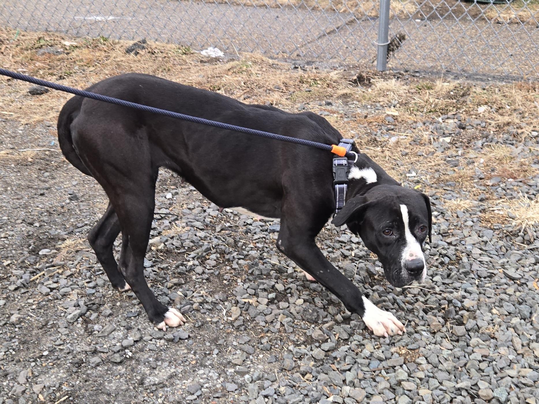 Illinois, a ADOPTABLE Pit Bull Terrier in Trenton, NJ image 2/4