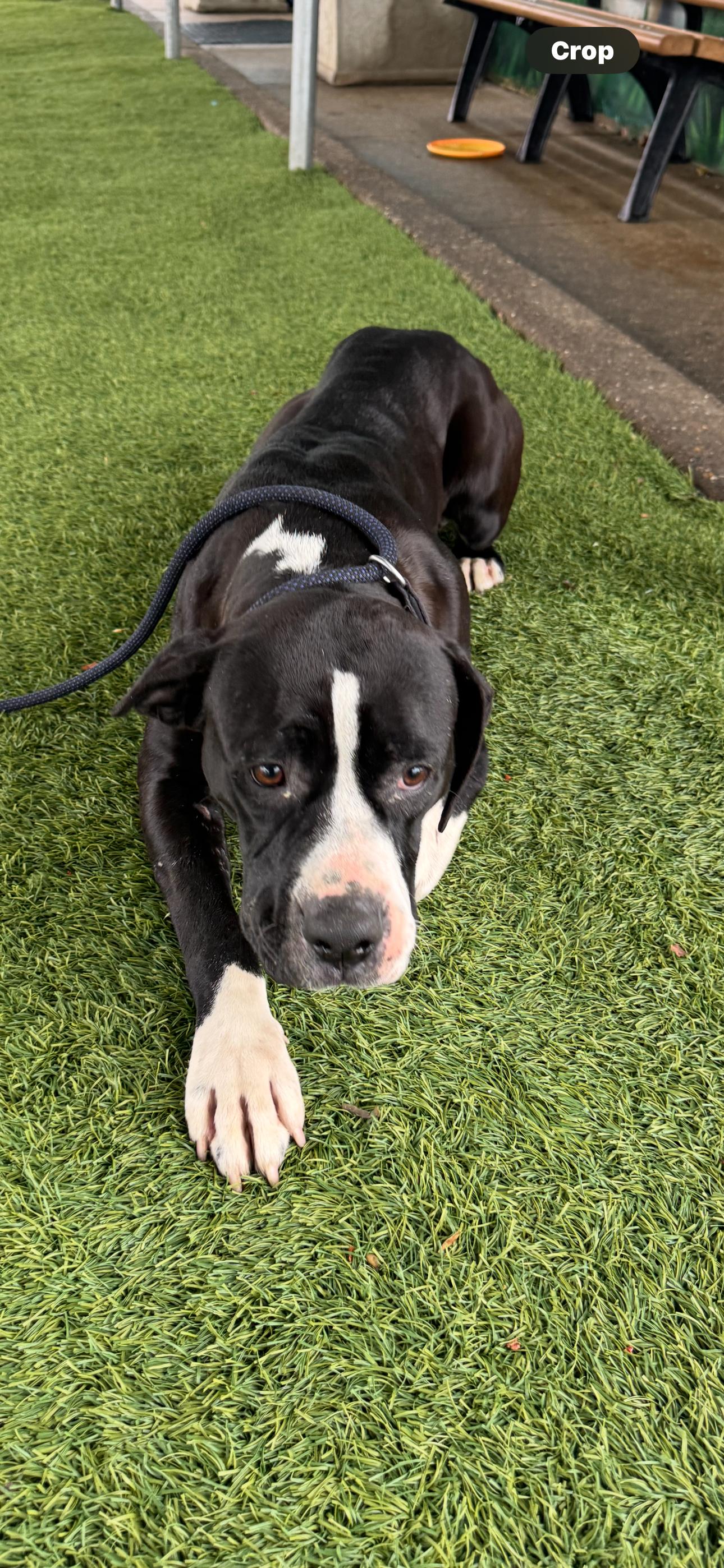 Illinois, ADOPTABLE, Adult Female Pit Bull Terrier.