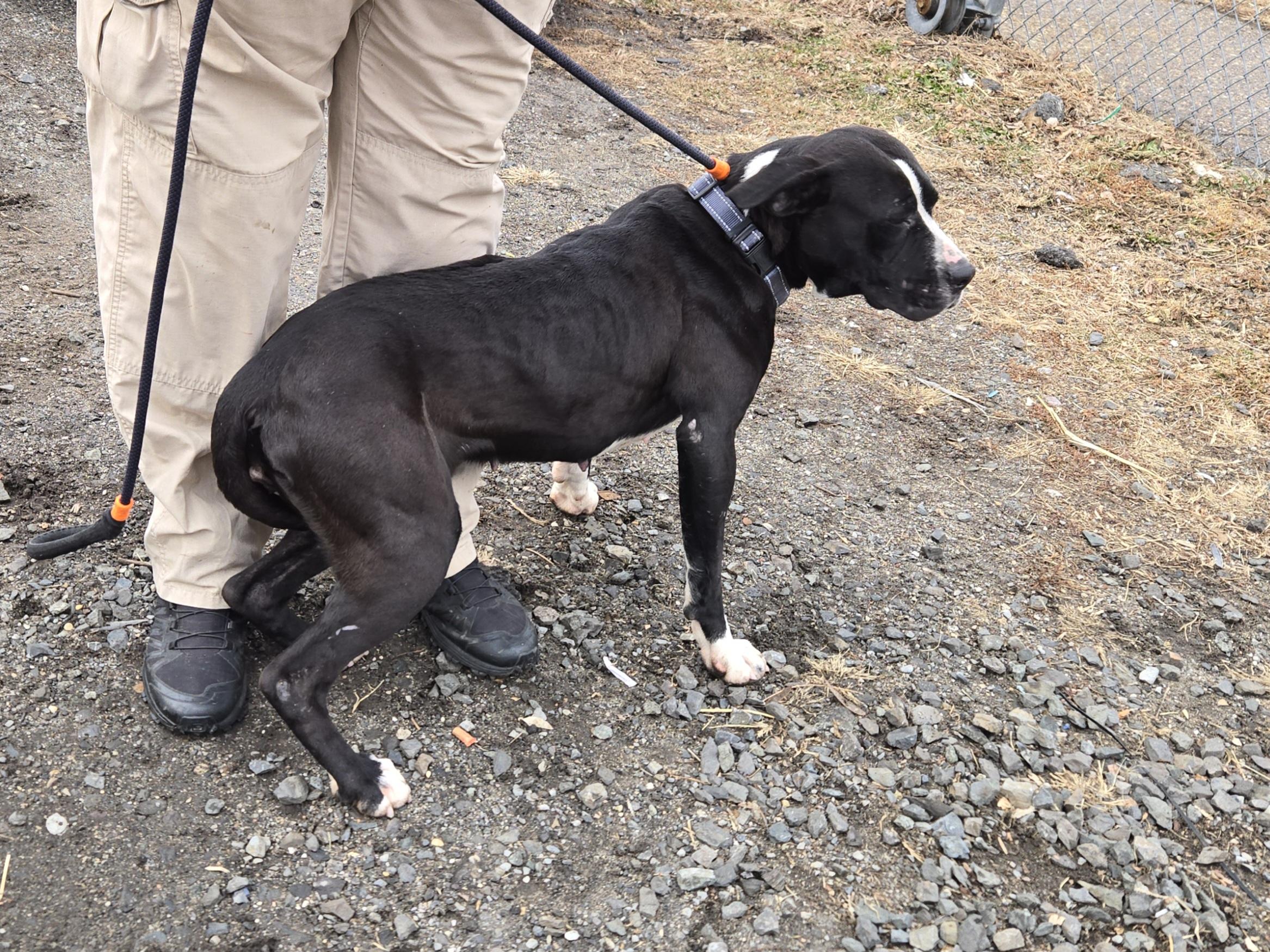 Illinois, a ADOPTABLE Pit Bull Terrier in Trenton, NJ image 3/4