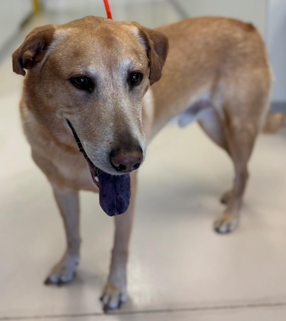 Roger, Adoptable, Adult Male Labrador Retriever & Chow Chow.