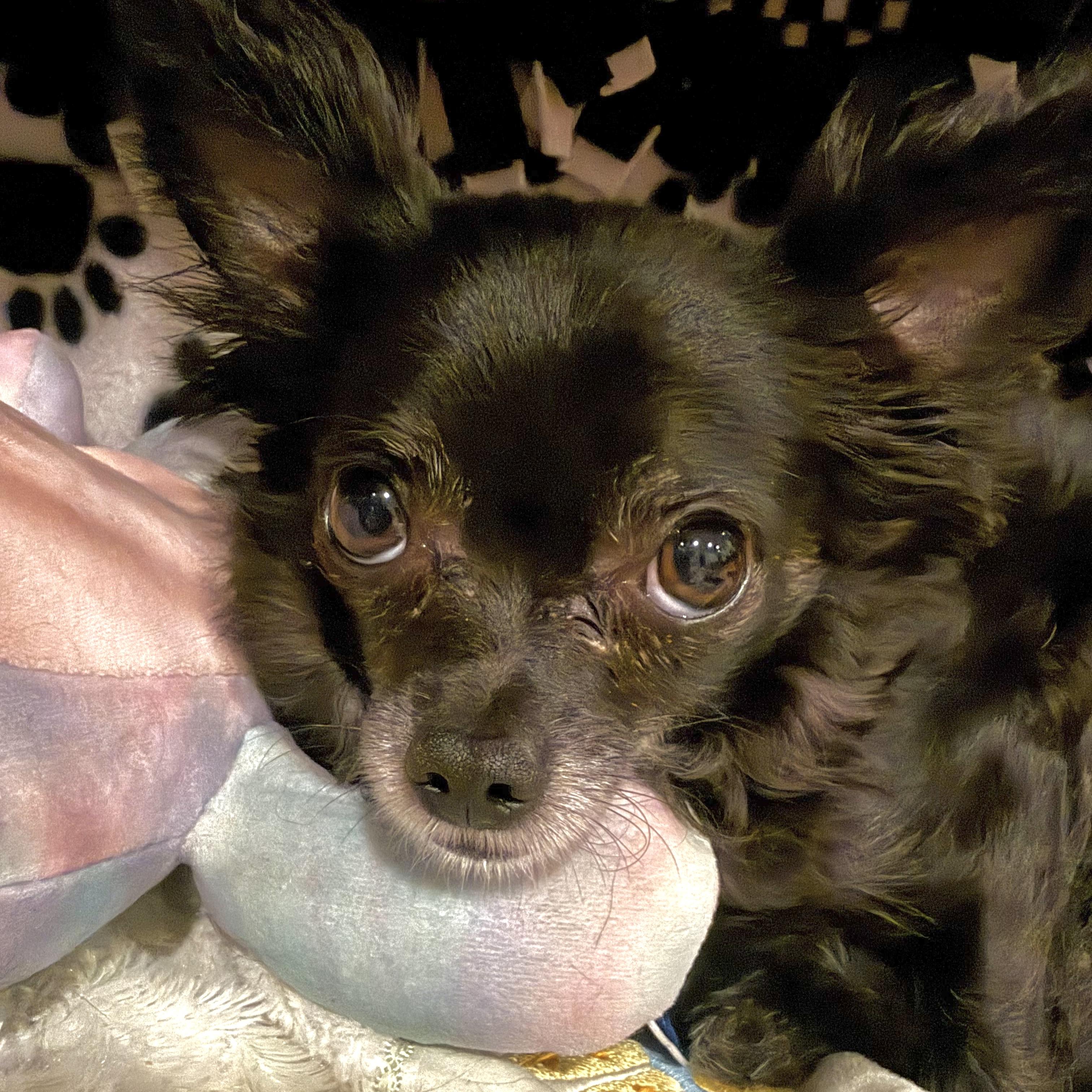 Enlarge Cutie Pie, a ADOPTABLE Chihuahua in Prior Lake, MN image 2/6