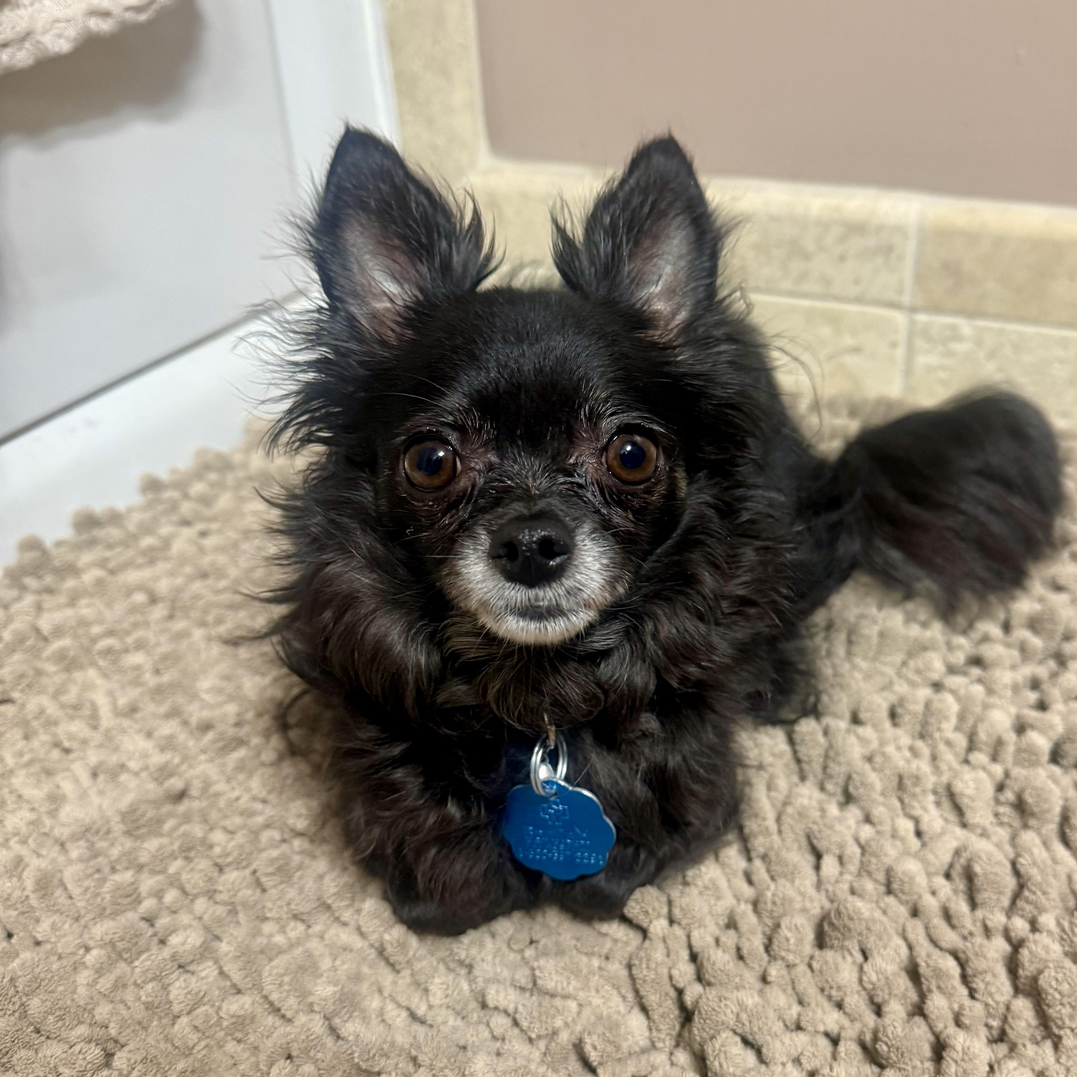 Enlarge Cutie Pie, a ADOPTABLE Chihuahua in Prior Lake, MN image 6/6