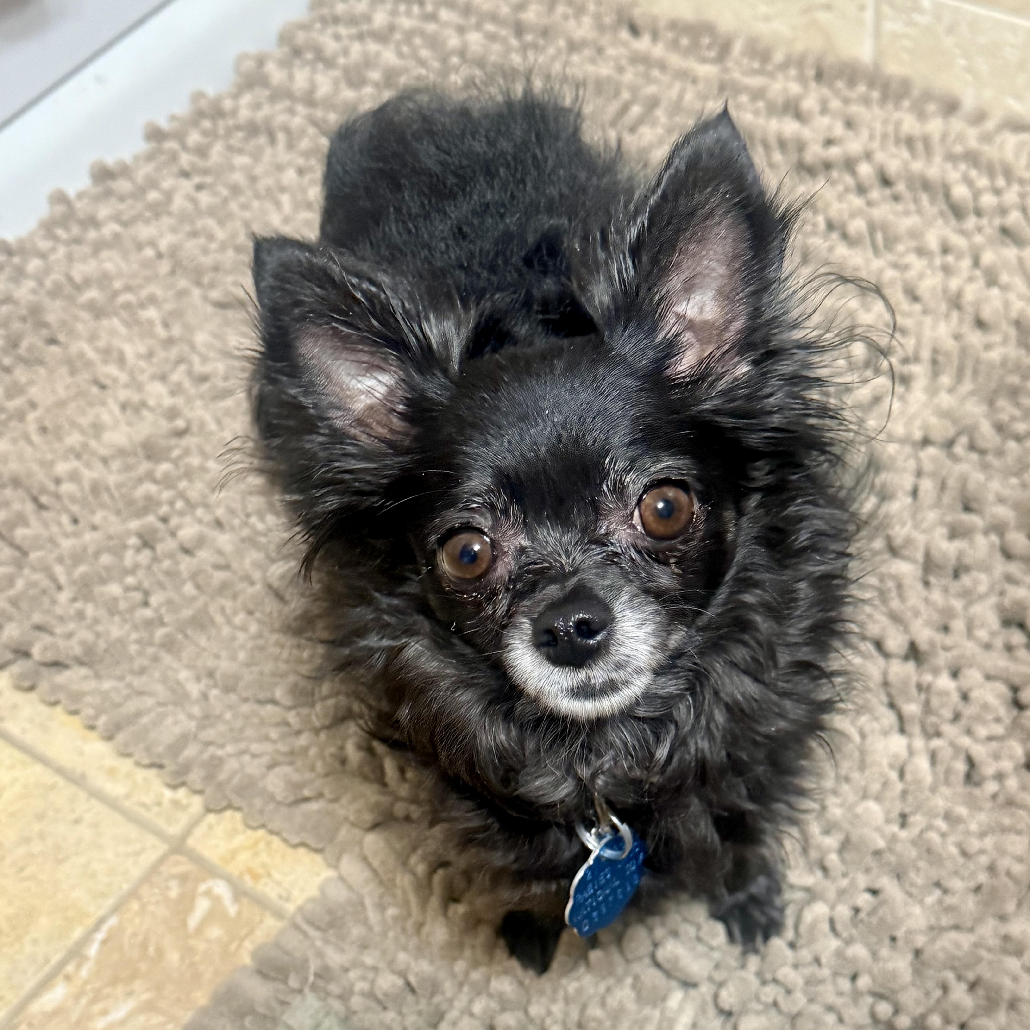 Cutie Pie, ADOPTABLE, Adult Female Chihuahua.
