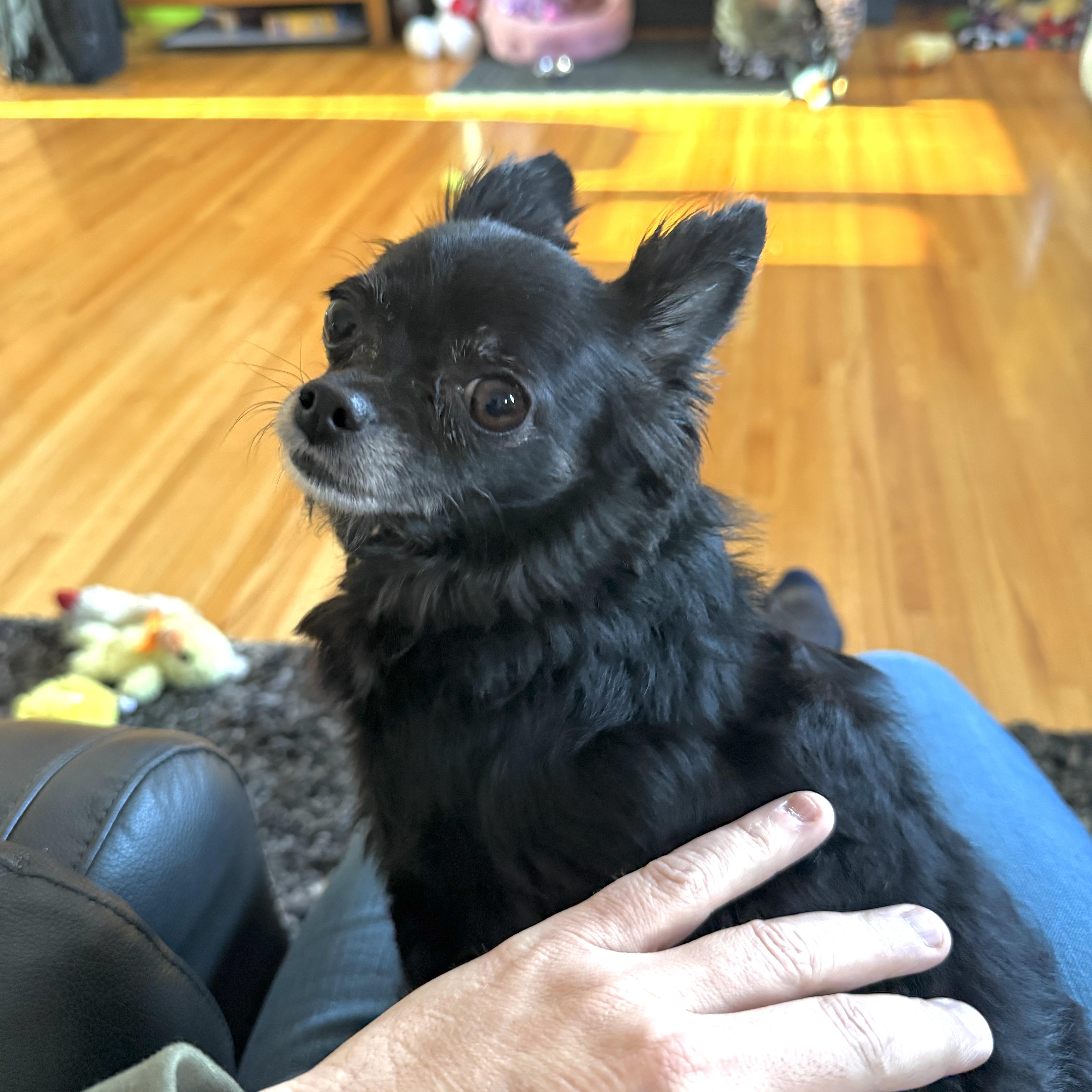 Enlarge Cutie Pie, a ADOPTABLE Chihuahua in Prior Lake, MN image 4/6