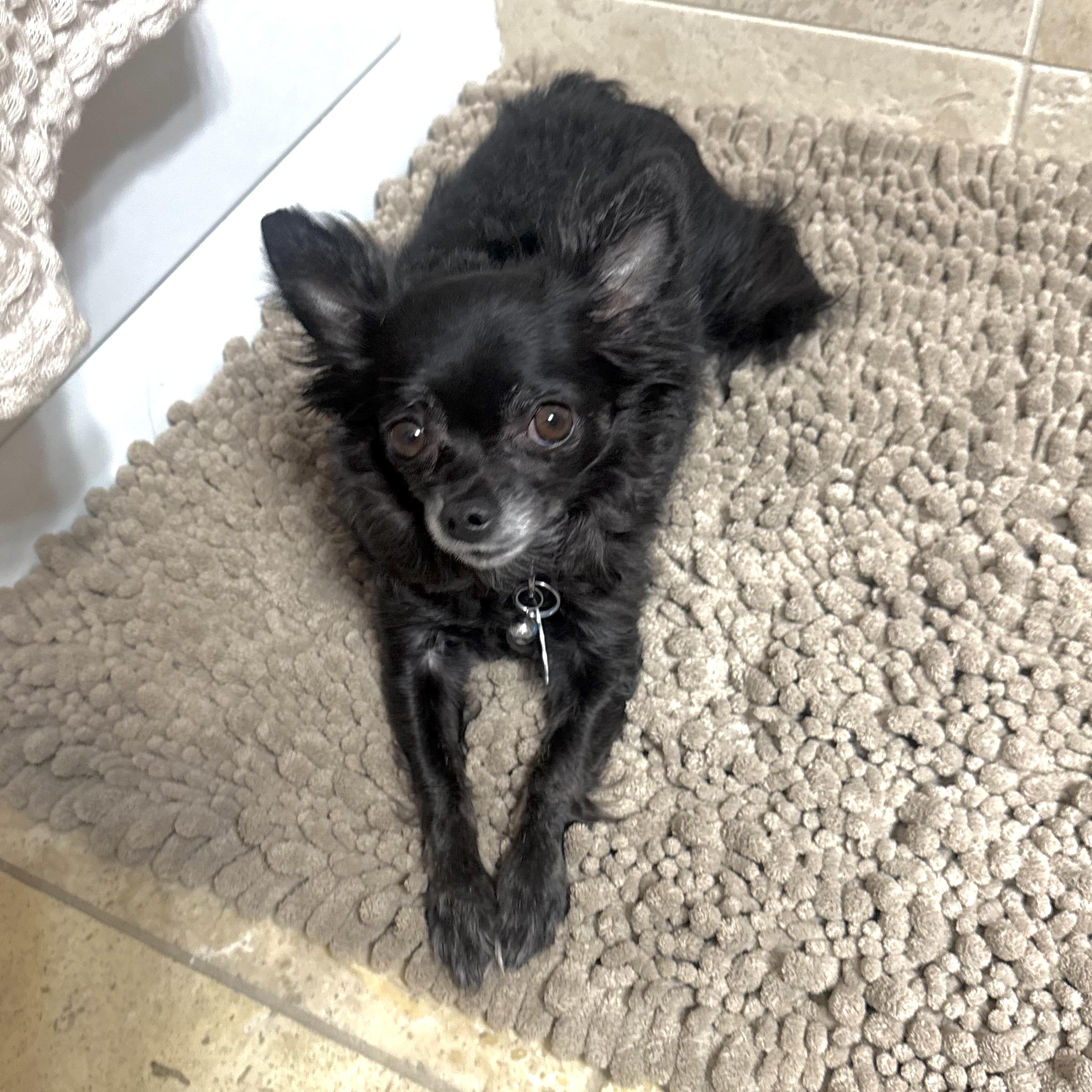 Enlarge Cutie Pie, a ADOPTABLE Chihuahua in Prior Lake, MN image 3/6