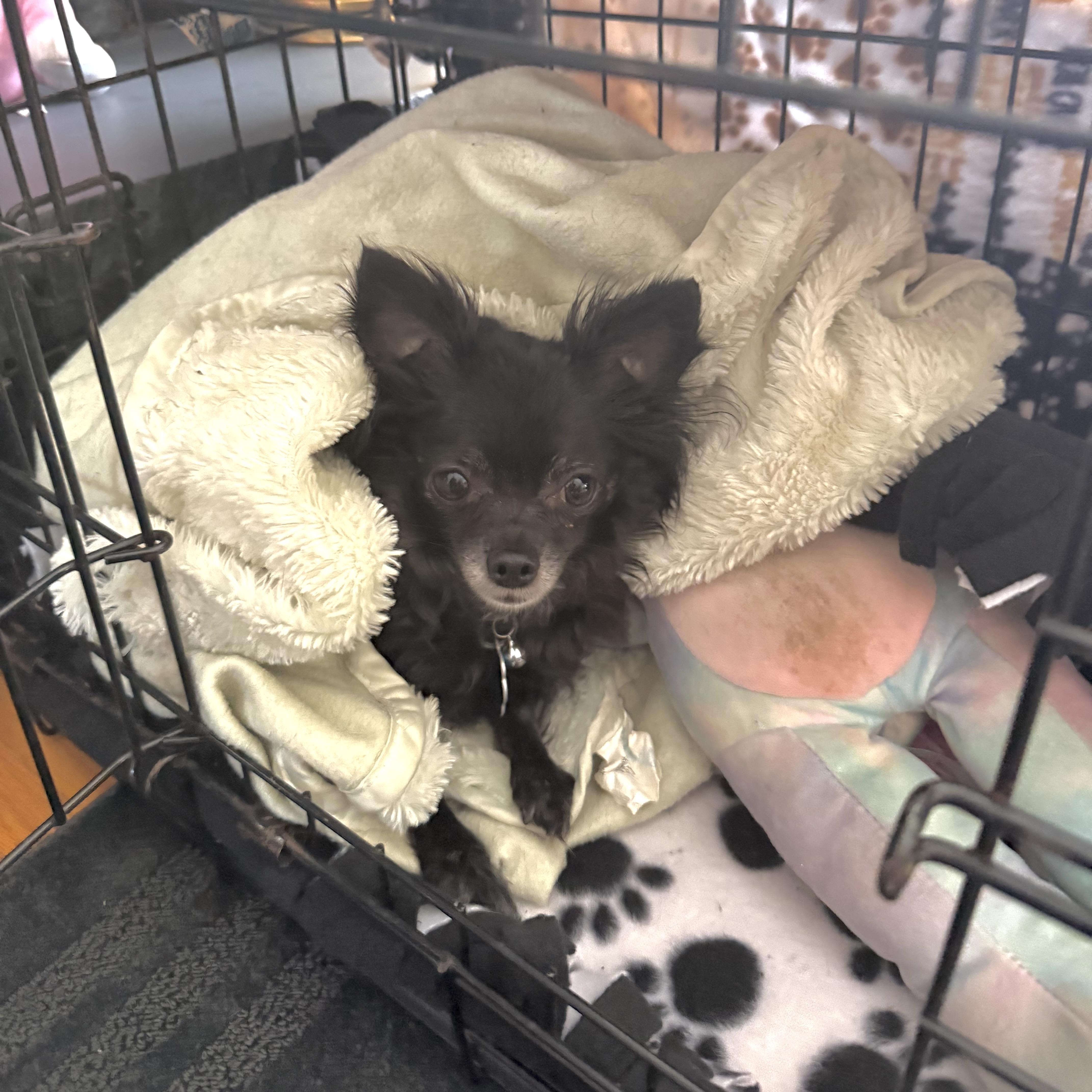 Enlarge Cutie Pie, a ADOPTABLE Chihuahua in Prior Lake, MN image 5/6