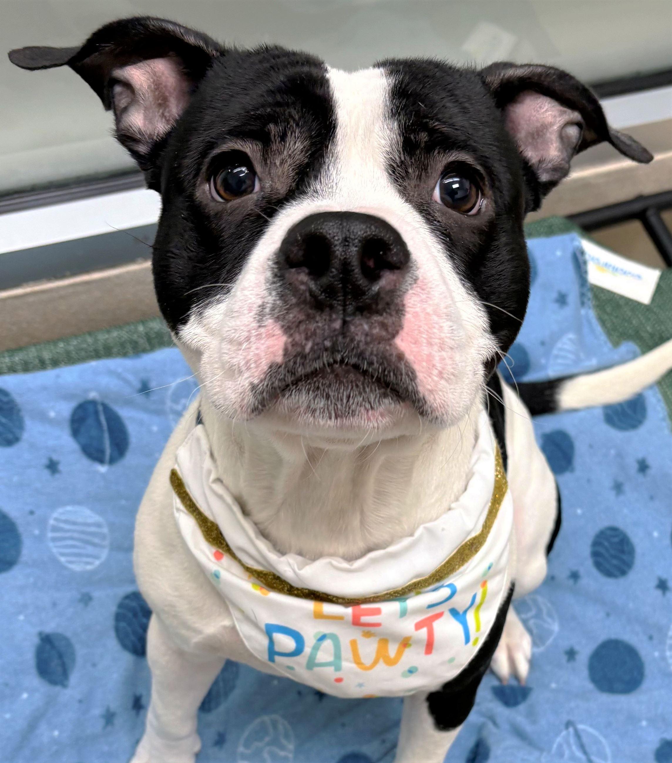 Enlarge Kringle, a ADOPTABLE Pit Bull Terrier in Iowa City, IA image 1/2