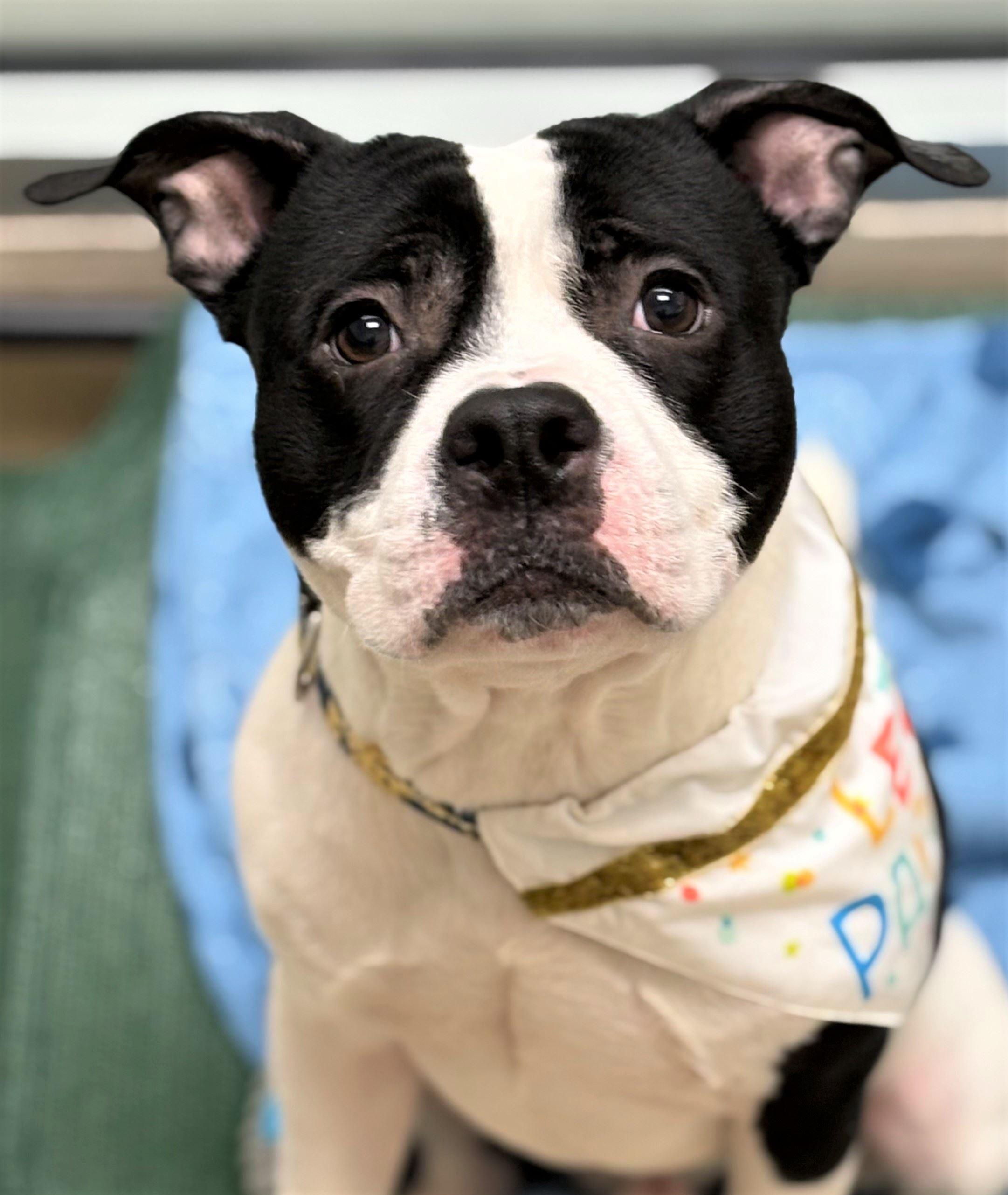 Enlarge Kringle, a ADOPTABLE Pit Bull Terrier in Iowa City, IA image 2/2