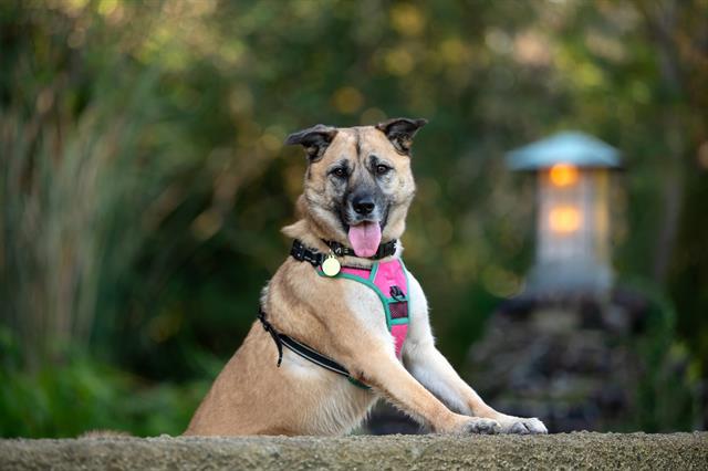 Enlarge KONA, a Adoptable German Shepherd Dog in Pasadena, CA image 1/1