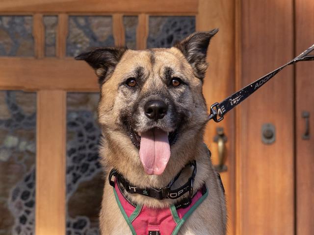 KONA, Adoptable, Adult Female German Shepherd Dog.
