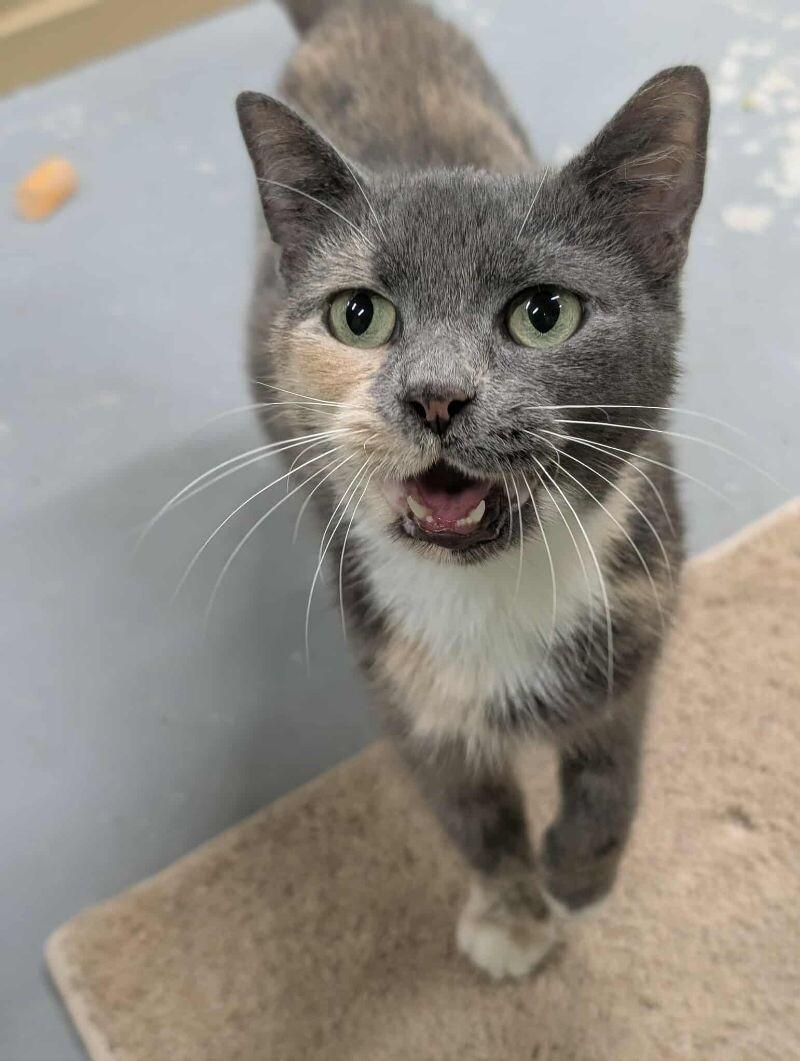 Smokie, a Adoptable Domestic Short Hair in Adrian, MI image 1/4