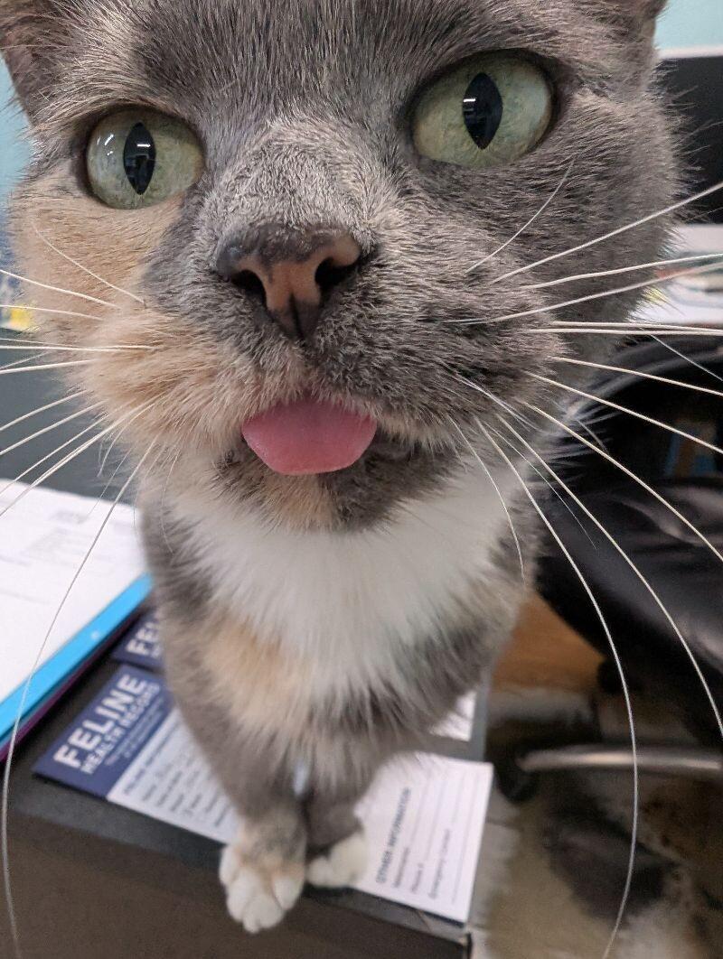 Smokie, a Adoptable Domestic Short Hair in Adrian, MI image 2/4