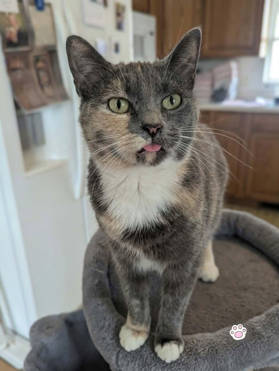 Enlarge Smokie, a Adoptable Domestic Short Hair in Adrian, MI image 2/6