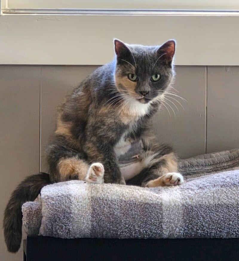 Smokie, a Adoptable Domestic Short Hair in Adrian, MI image 3/4