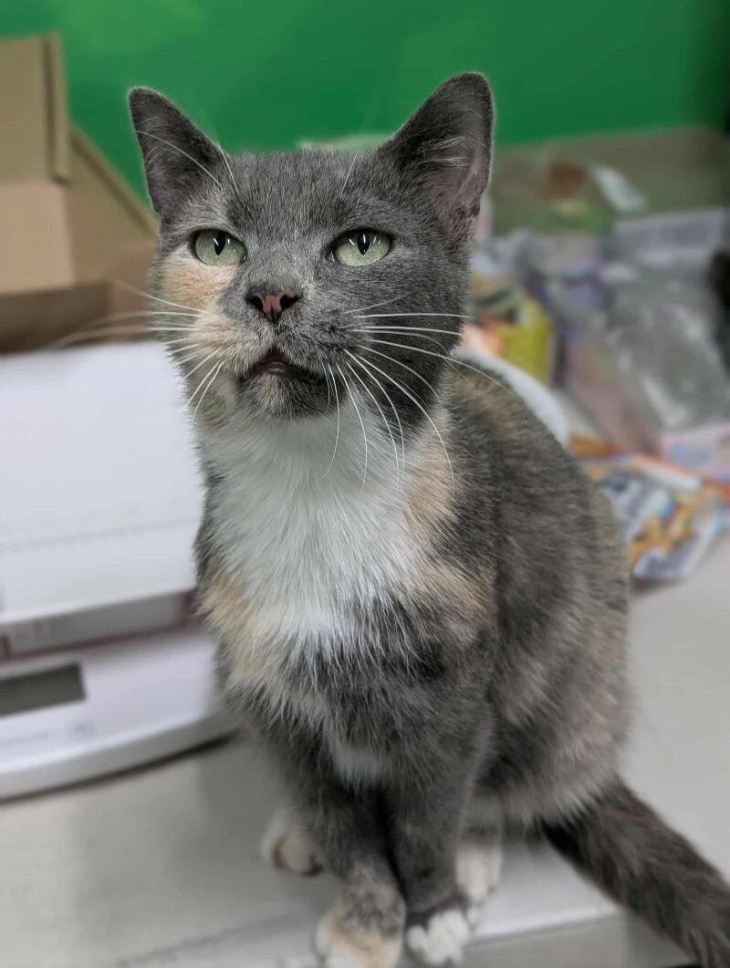Smokie, a Adoptable Domestic Short Hair in Adrian, MI image 4/4