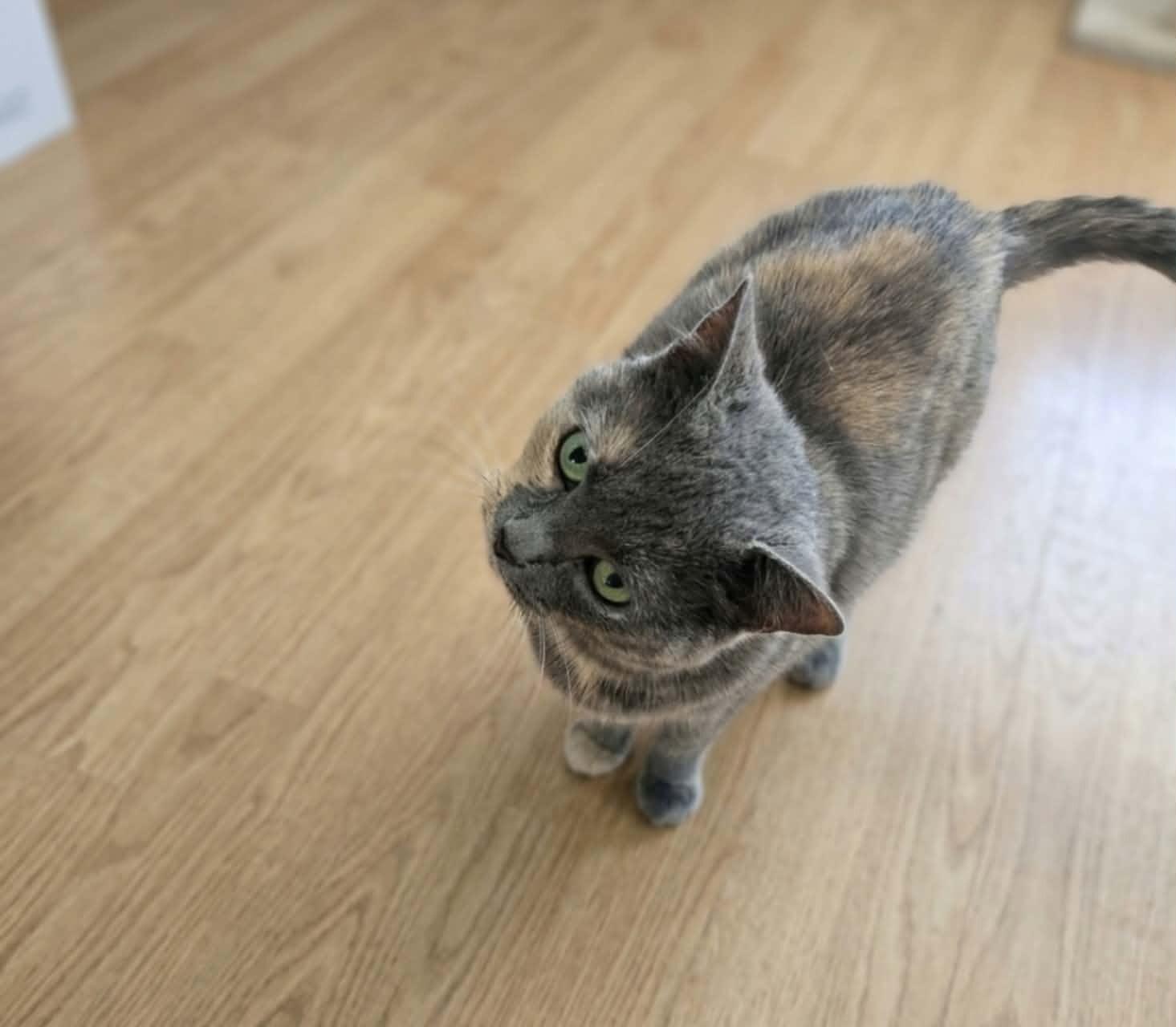 Enlarge Smokie, a Adoptable Domestic Short Hair in Adrian, MI image 5/6