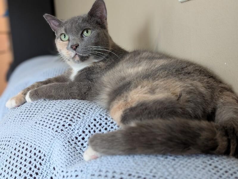Enlarge Smokie, a Adoptable Domestic Short Hair in Adrian, MI image 6/6