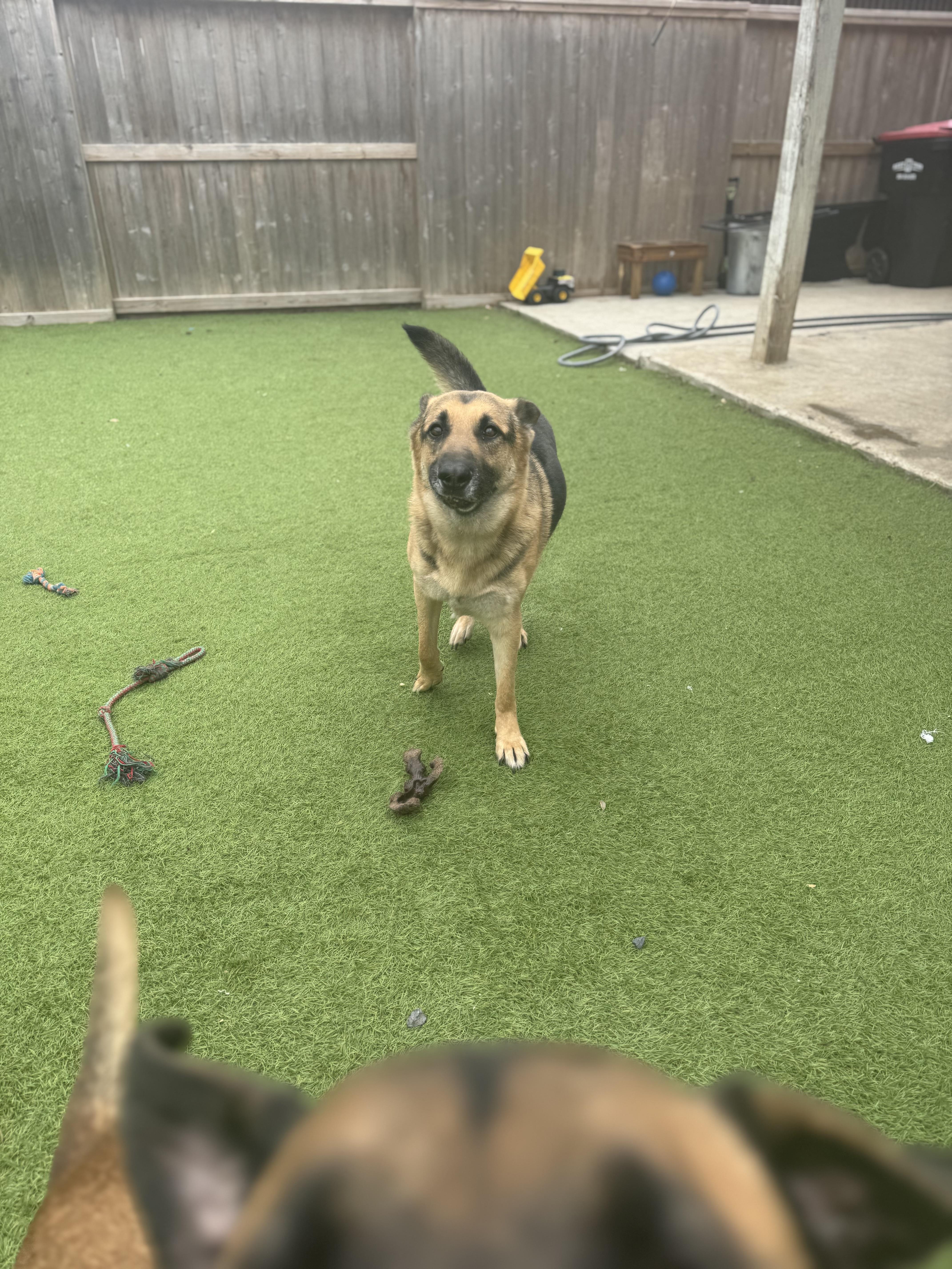 Mercury, Adoptable, Adult Male German Shepherd Dog.