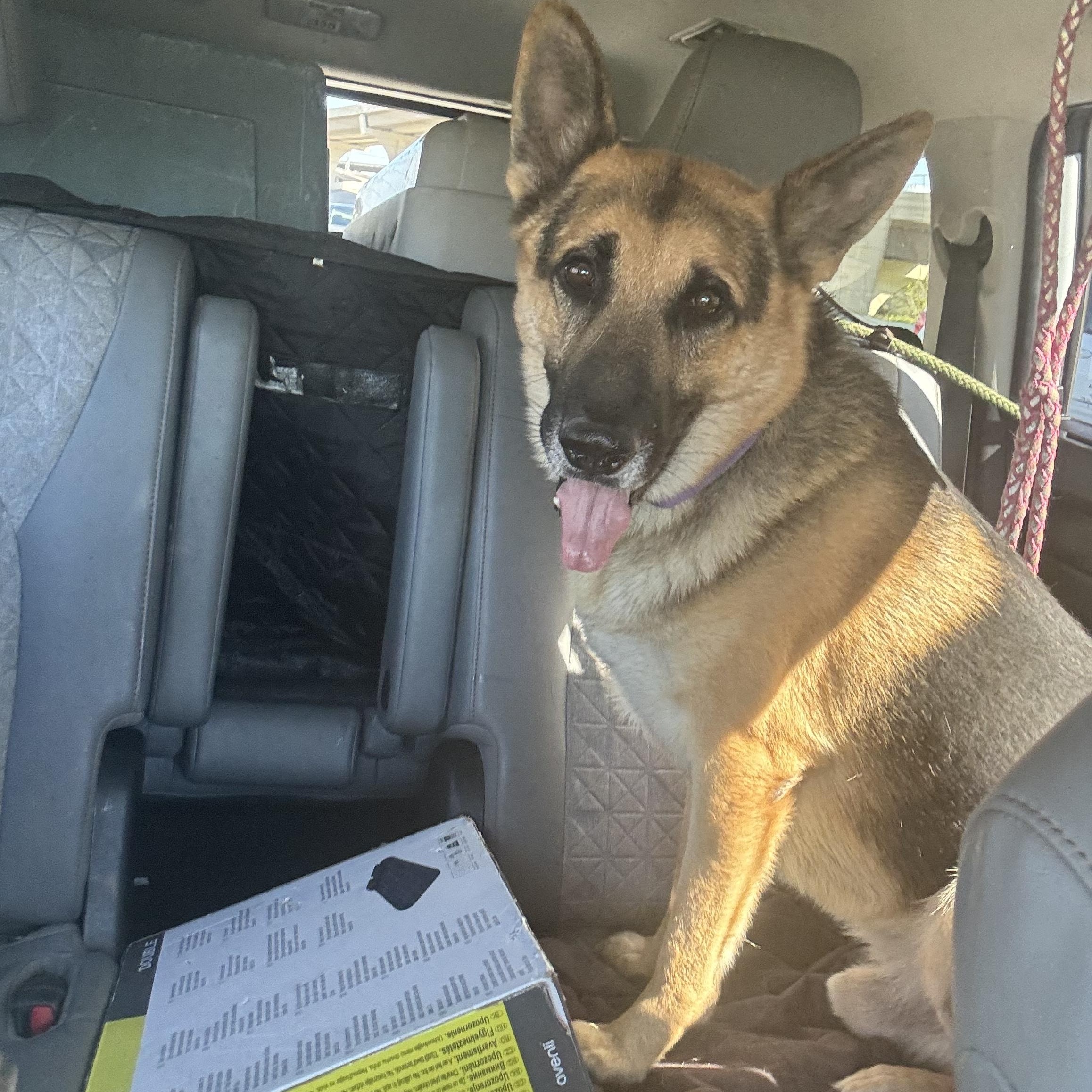 Enlarge Mercury, a Adoptable German Shepherd Dog in Mabank, TX image 1/5