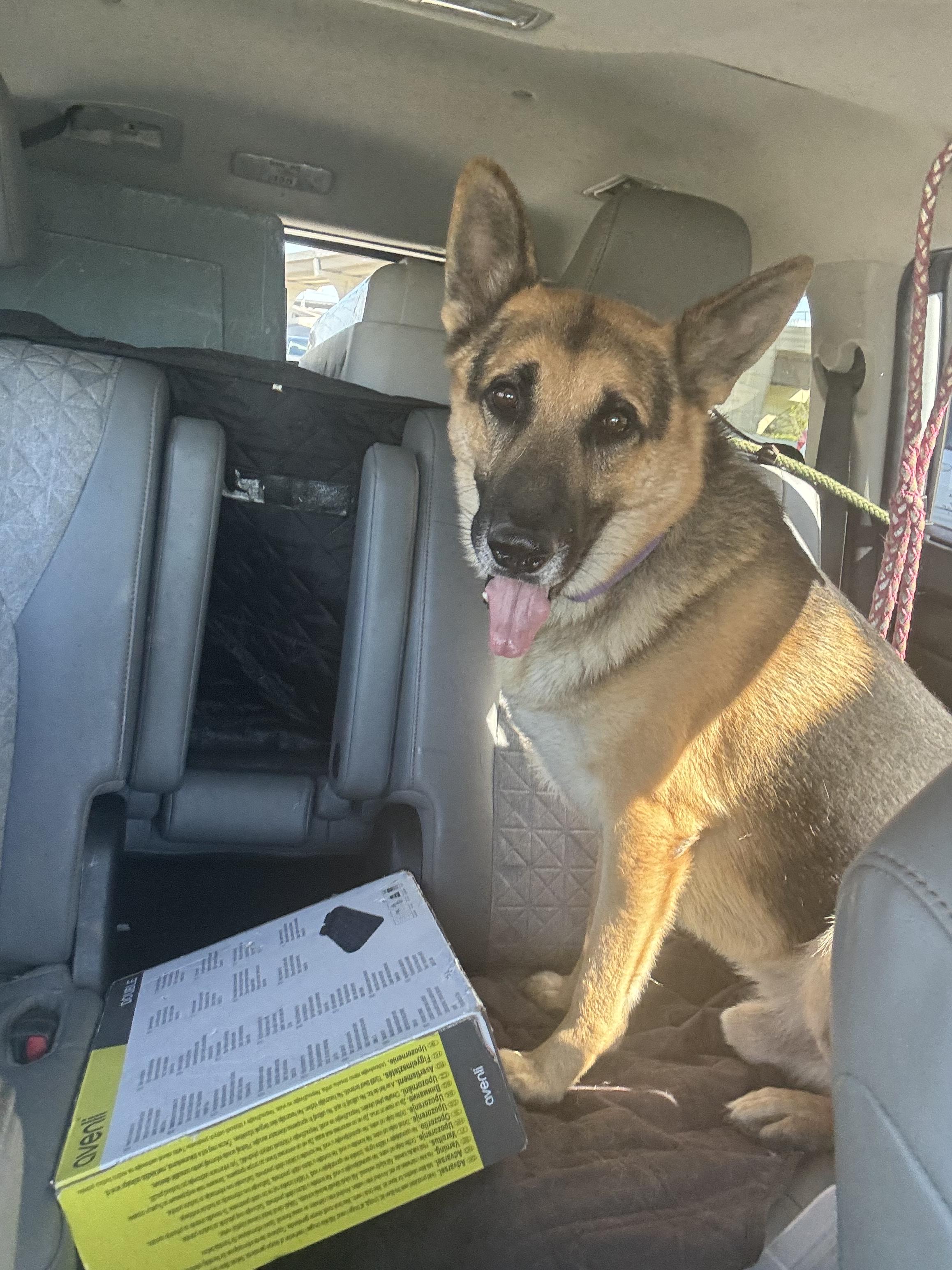 Enlarge Mercury, a Adoptable German Shepherd Dog in Mabank, TX image 3/5