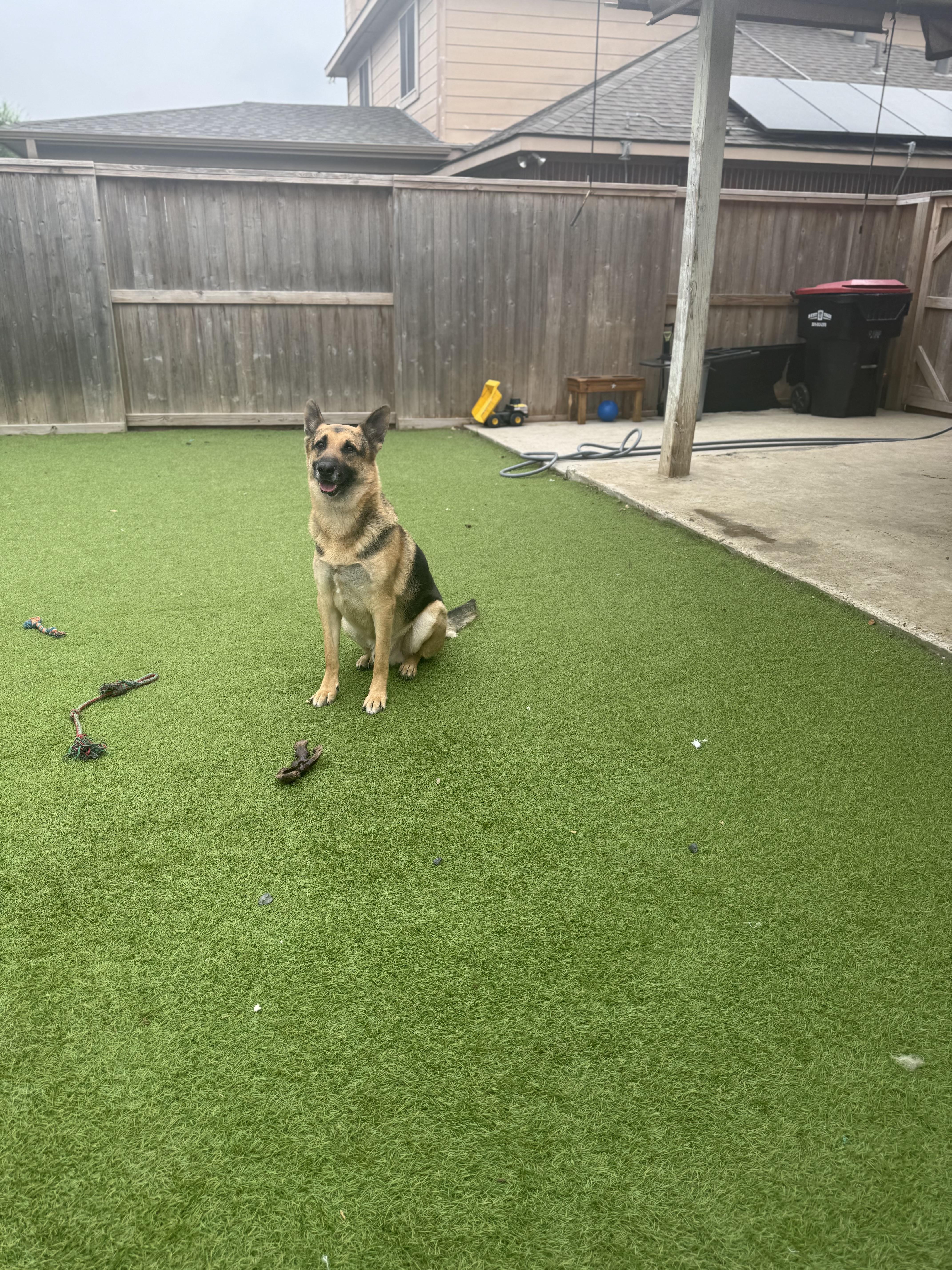 Enlarge Mercury, a Adoptable German Shepherd Dog in Mabank, TX image 4/5