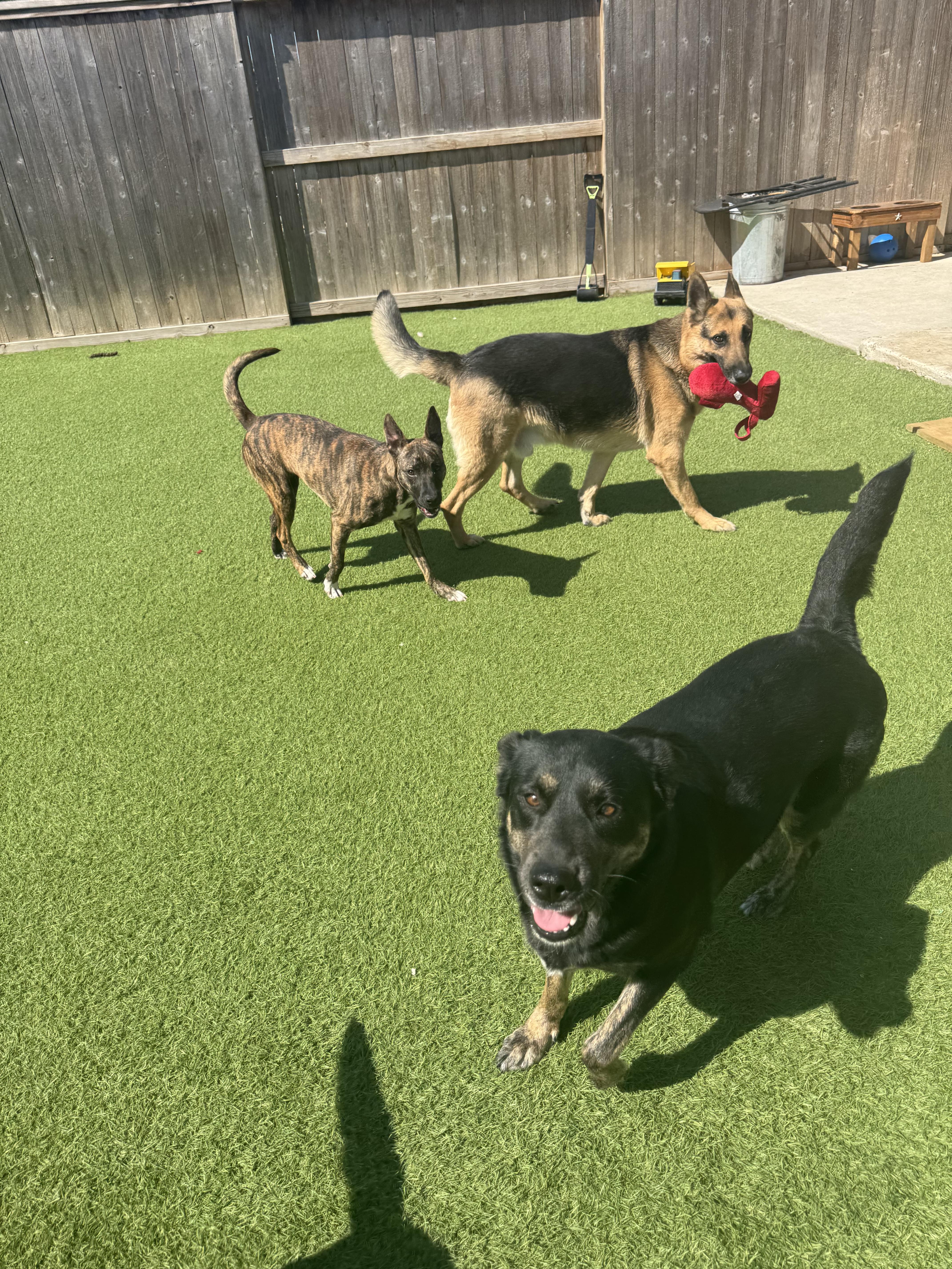 Enlarge Mercury, a Adoptable German Shepherd Dog in Mabank, TX image 5/5