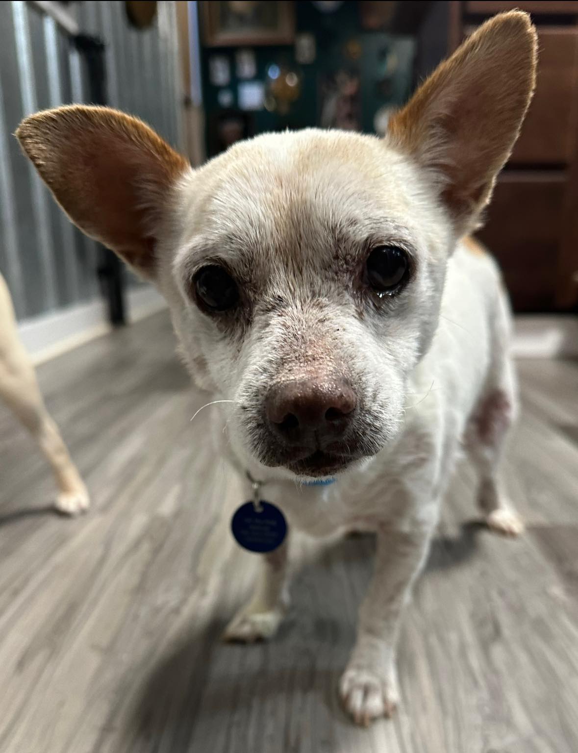 Norman, an adopted Chihuahua in Ames, IA_image-1