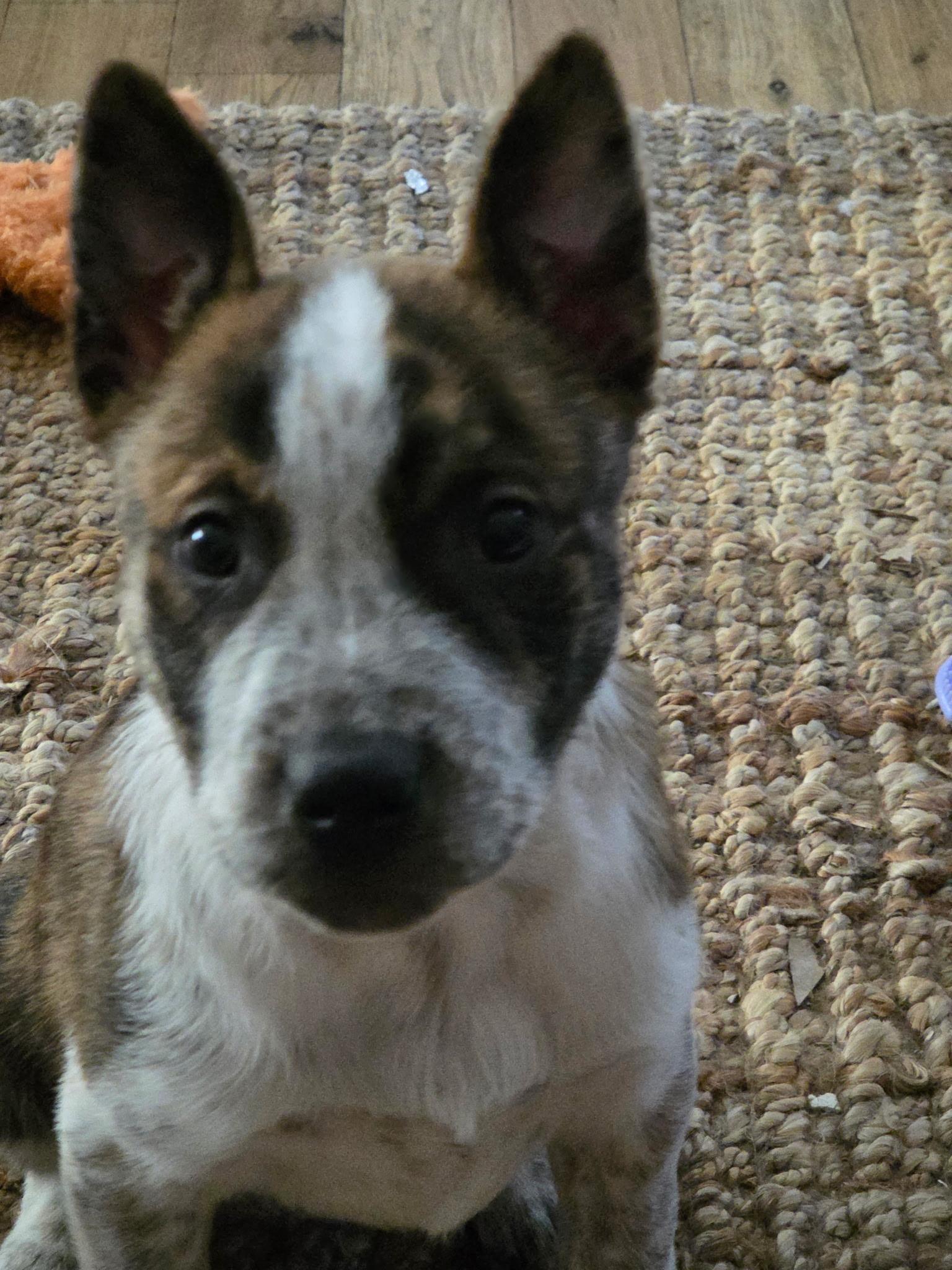 Enlarge Leo, a ADOPTABLE mixed breed in Jeffersonville, IN image 2/6