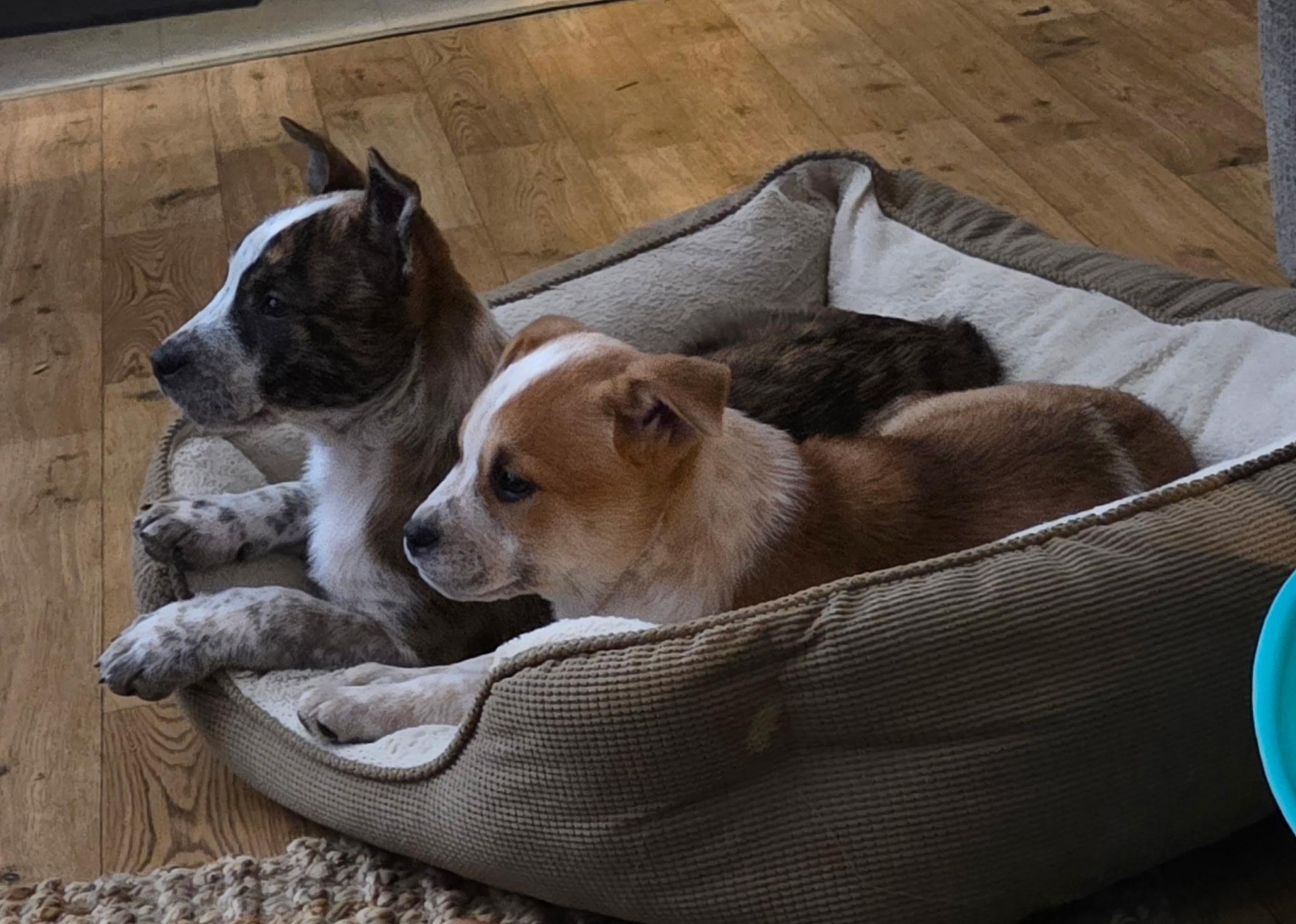 Enlarge Leo, a ADOPTABLE mixed breed in Jeffersonville, IN image 3/6