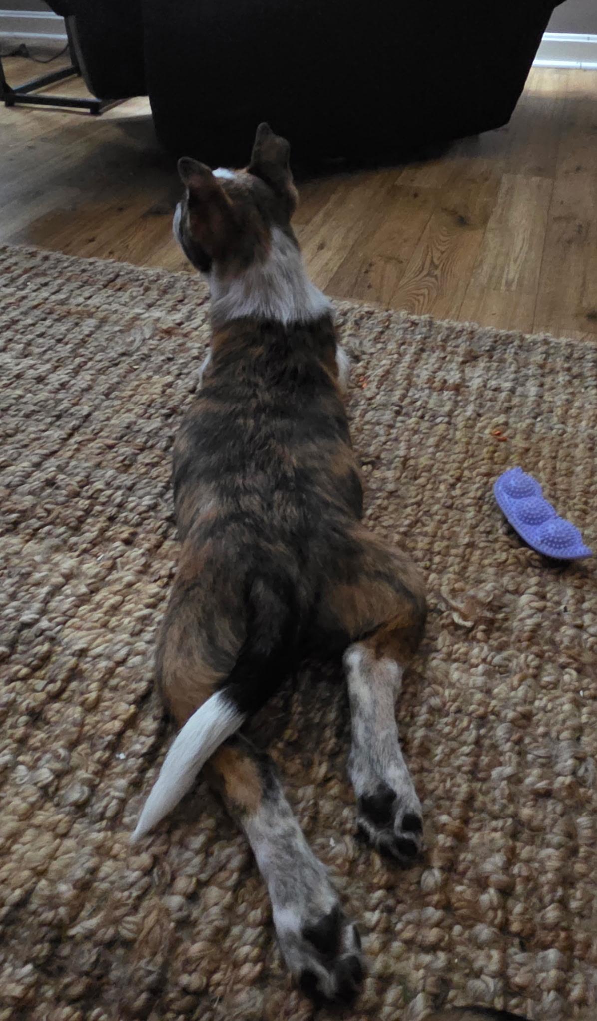 Enlarge Leo, a ADOPTABLE mixed breed in Jeffersonville, IN image 4/6